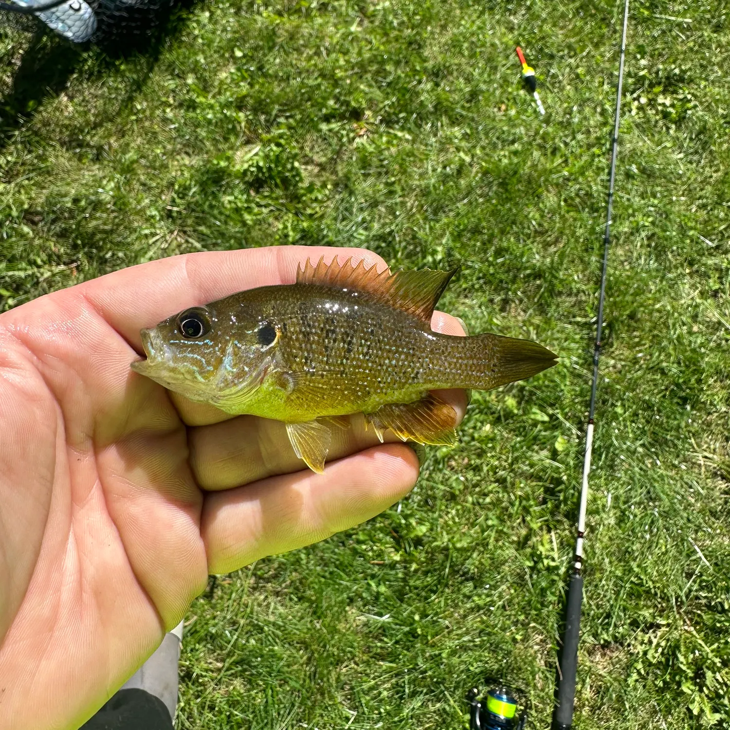 Green sunfish caught on Fishbrain