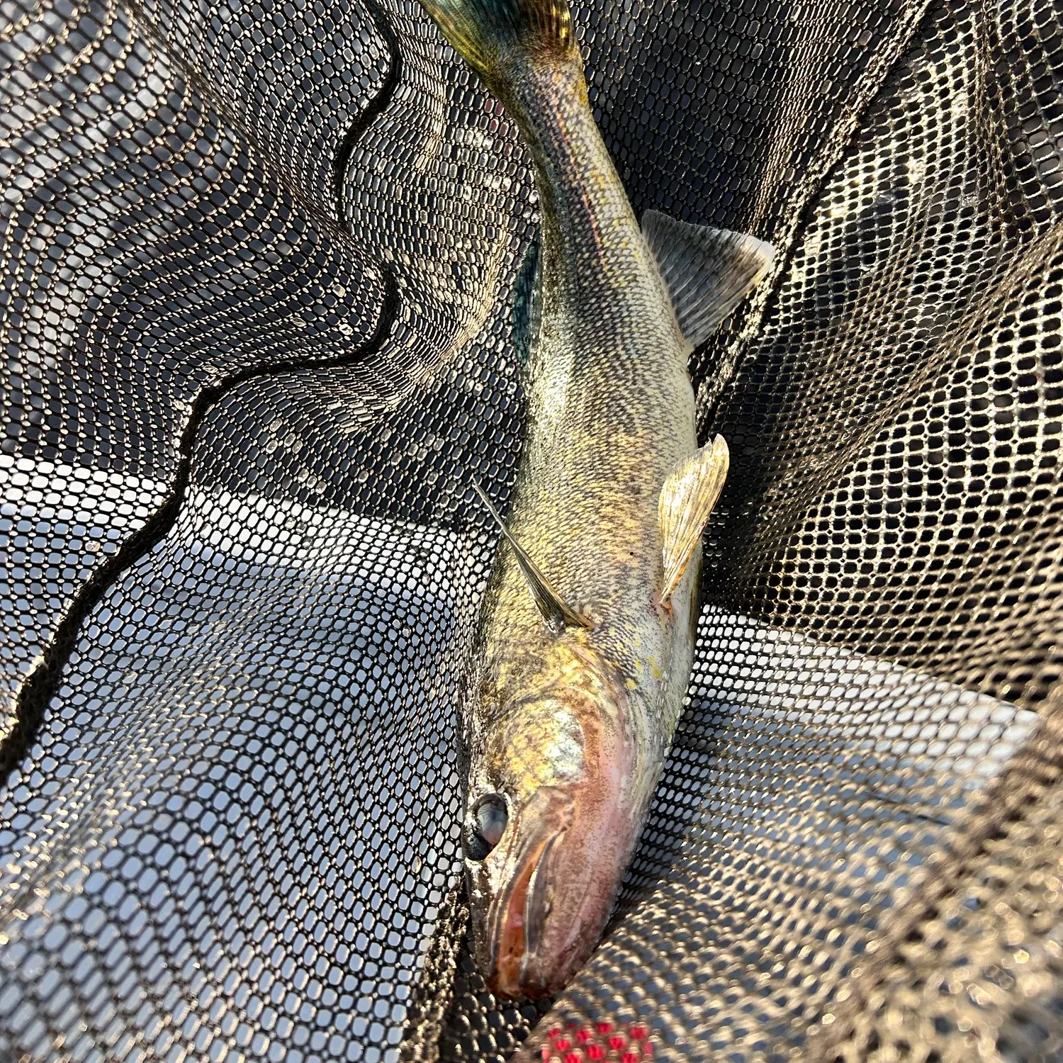 Fish caught on Fishbrain