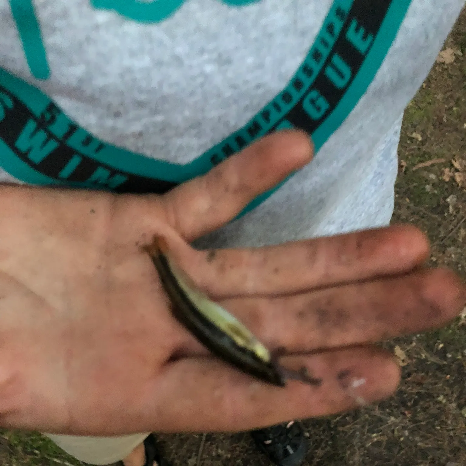 The most recent Eastern blacknose dace catches on Fishbrain