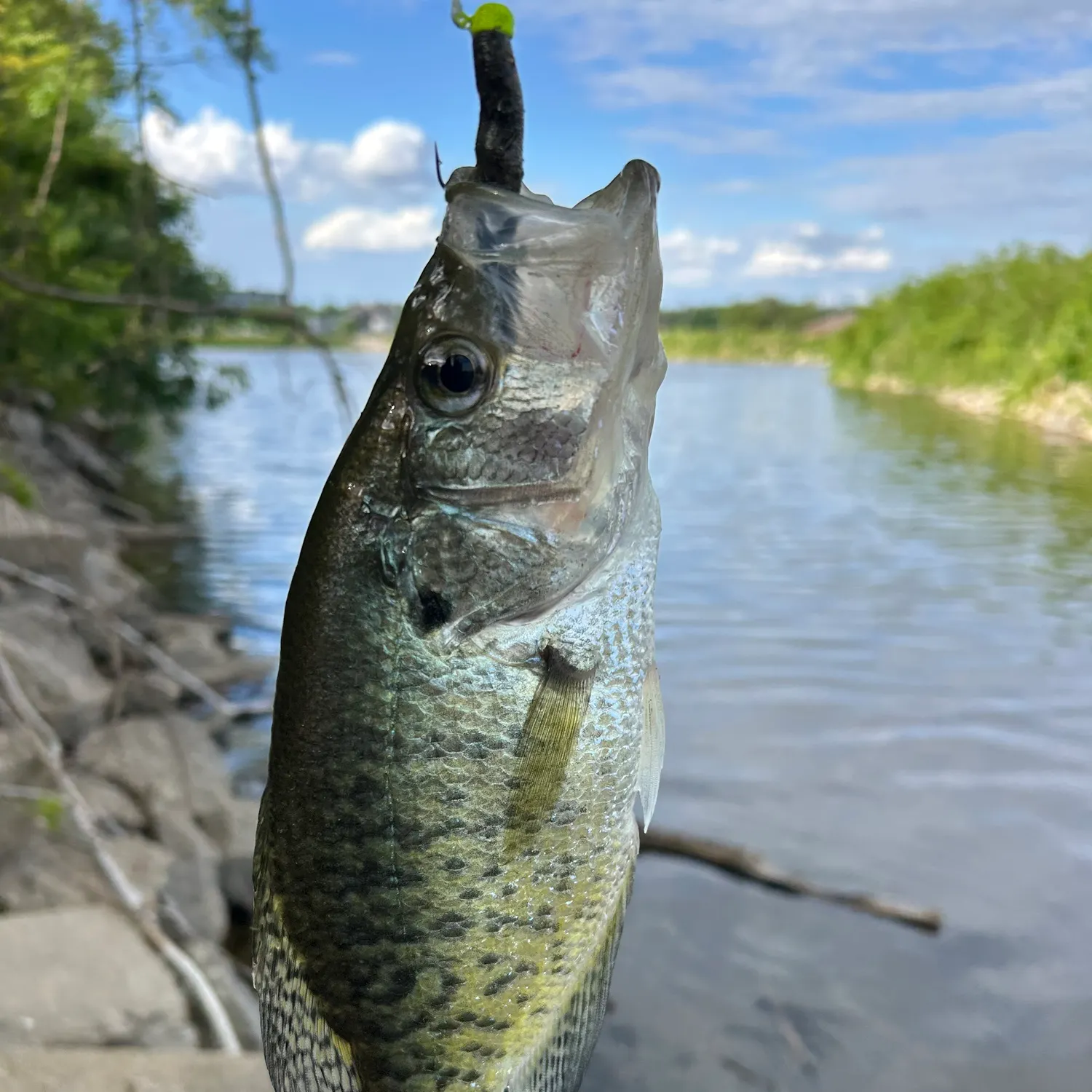 angler catch