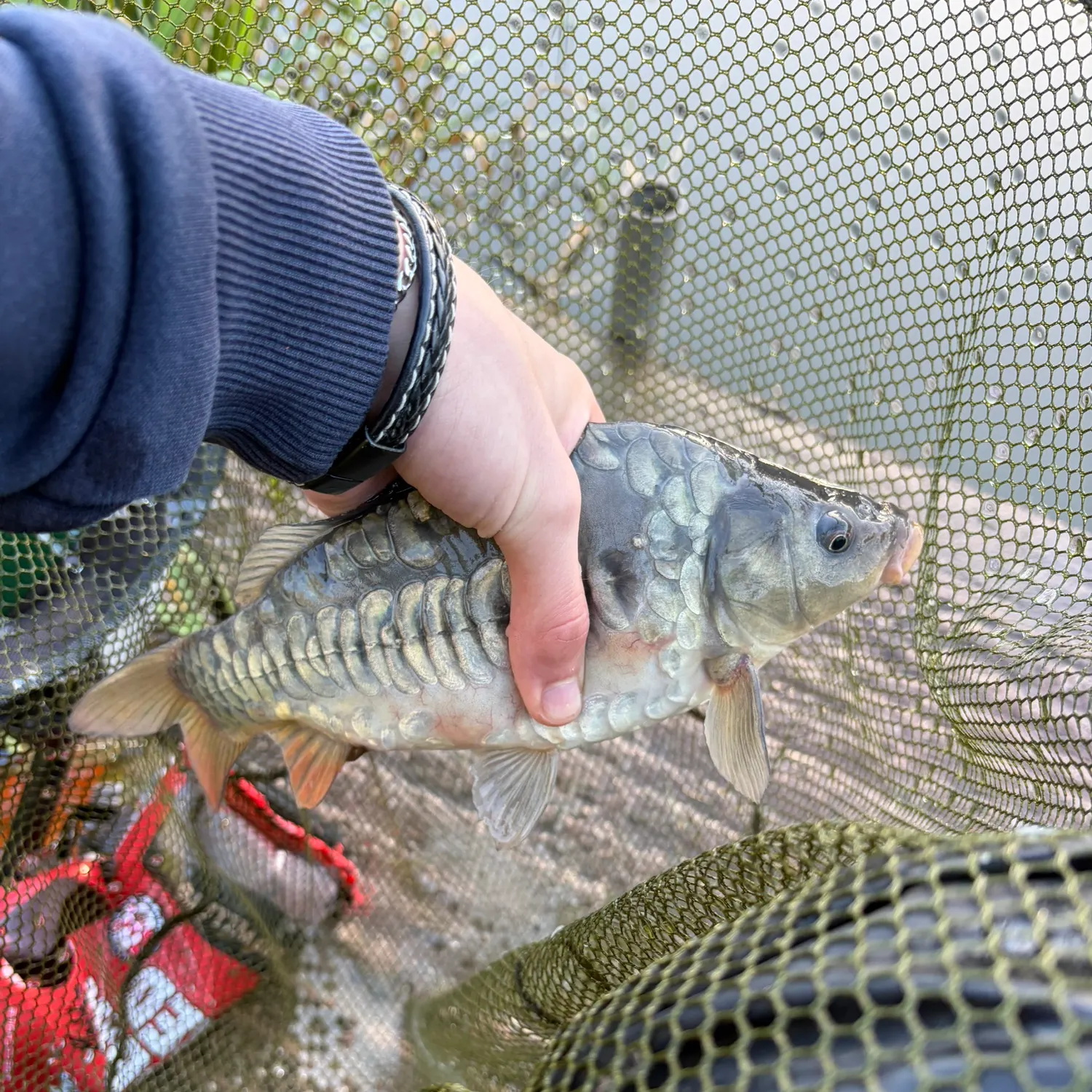 Mirror carp caught on Fishbrain