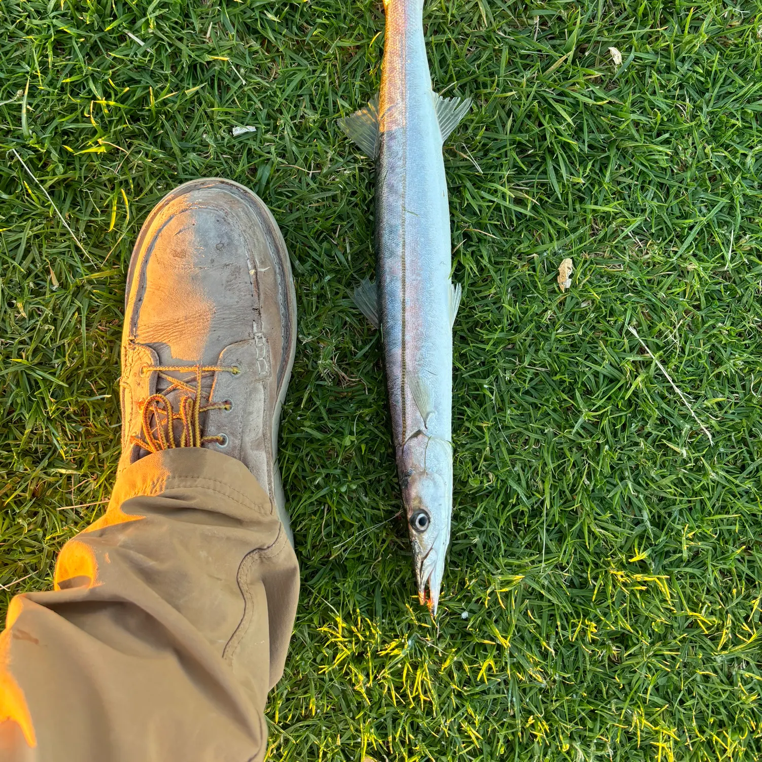 The most recent Pacific barracuda catches on Fishbrain