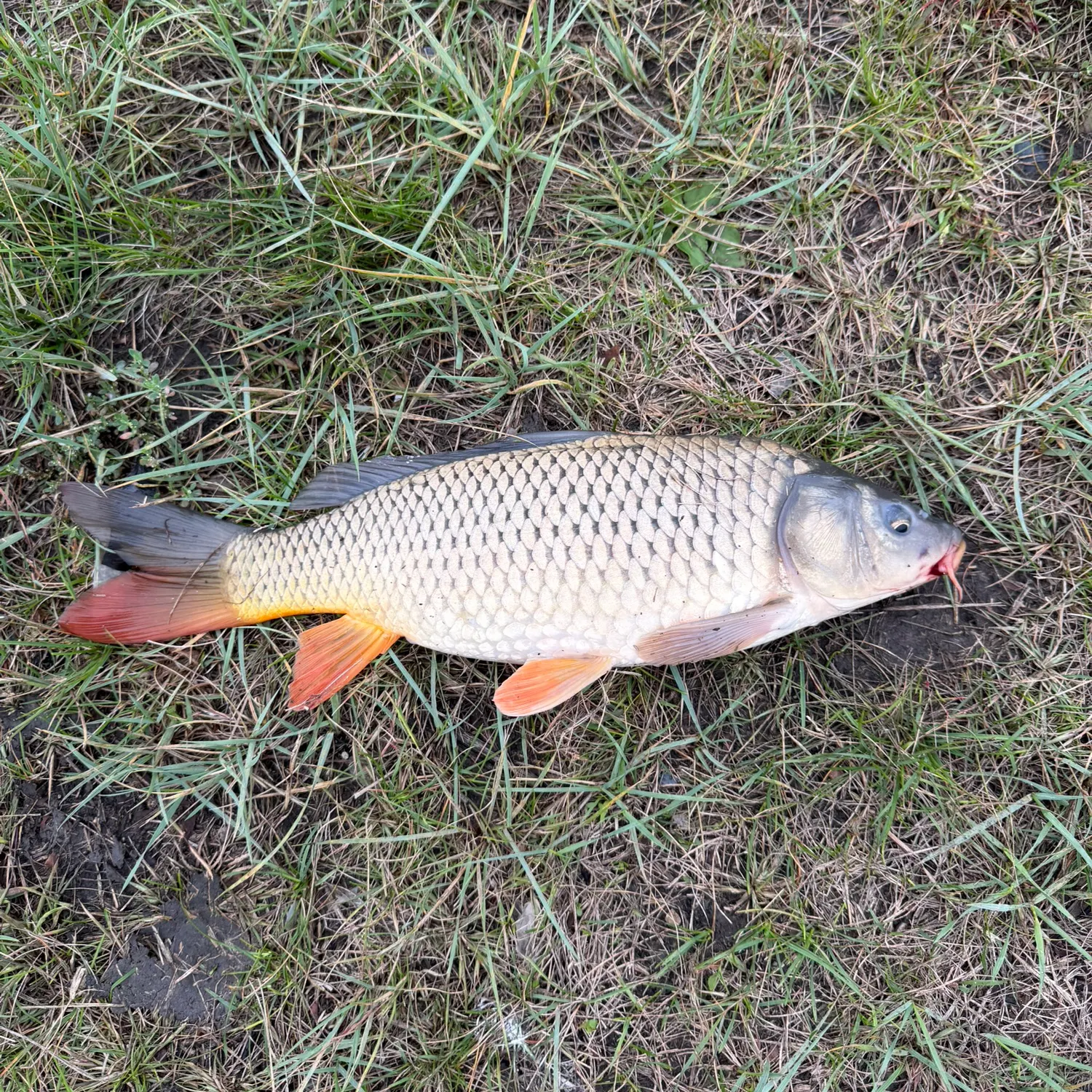 Common carp caught on Fishbrain
