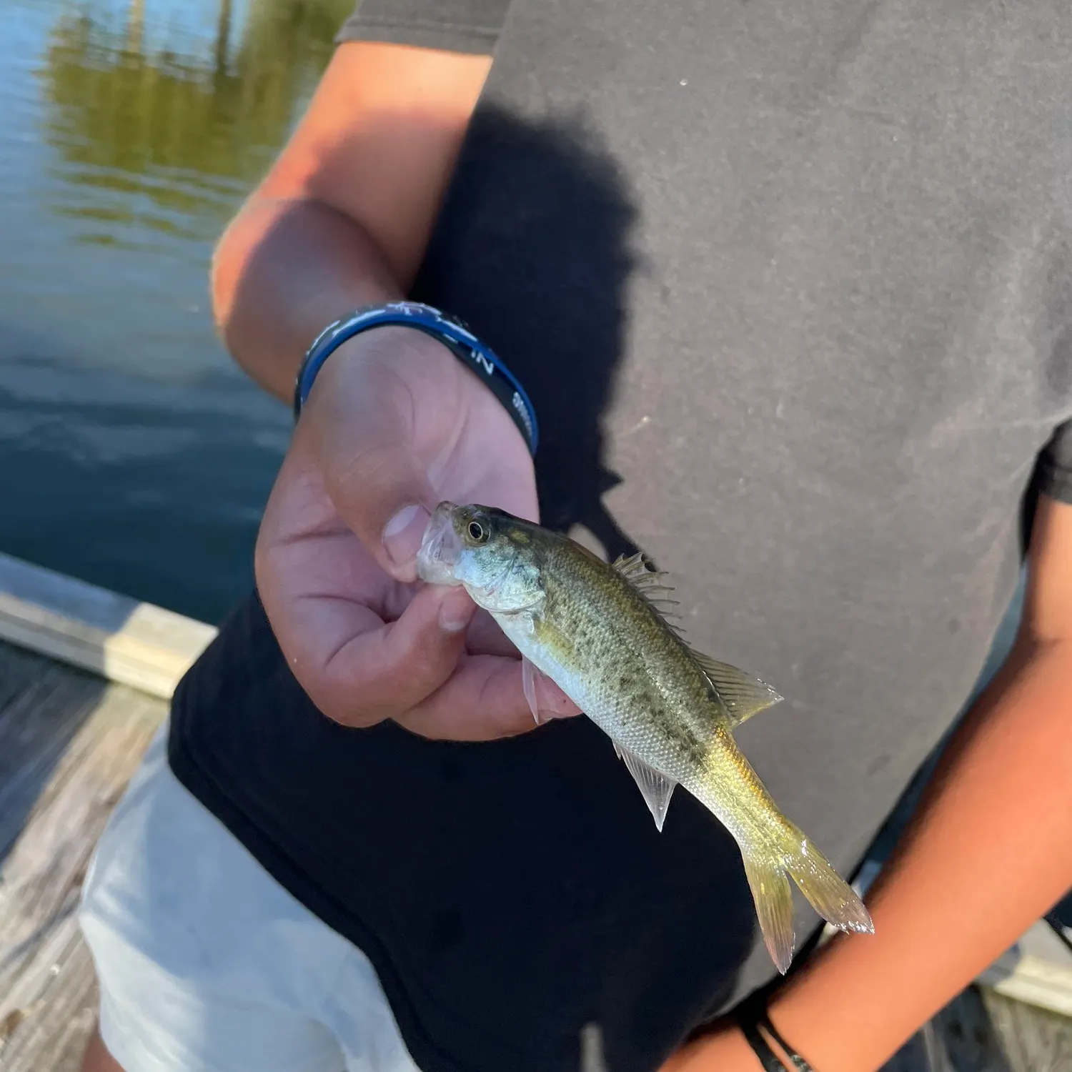 Florida bass caught on Fishbrain