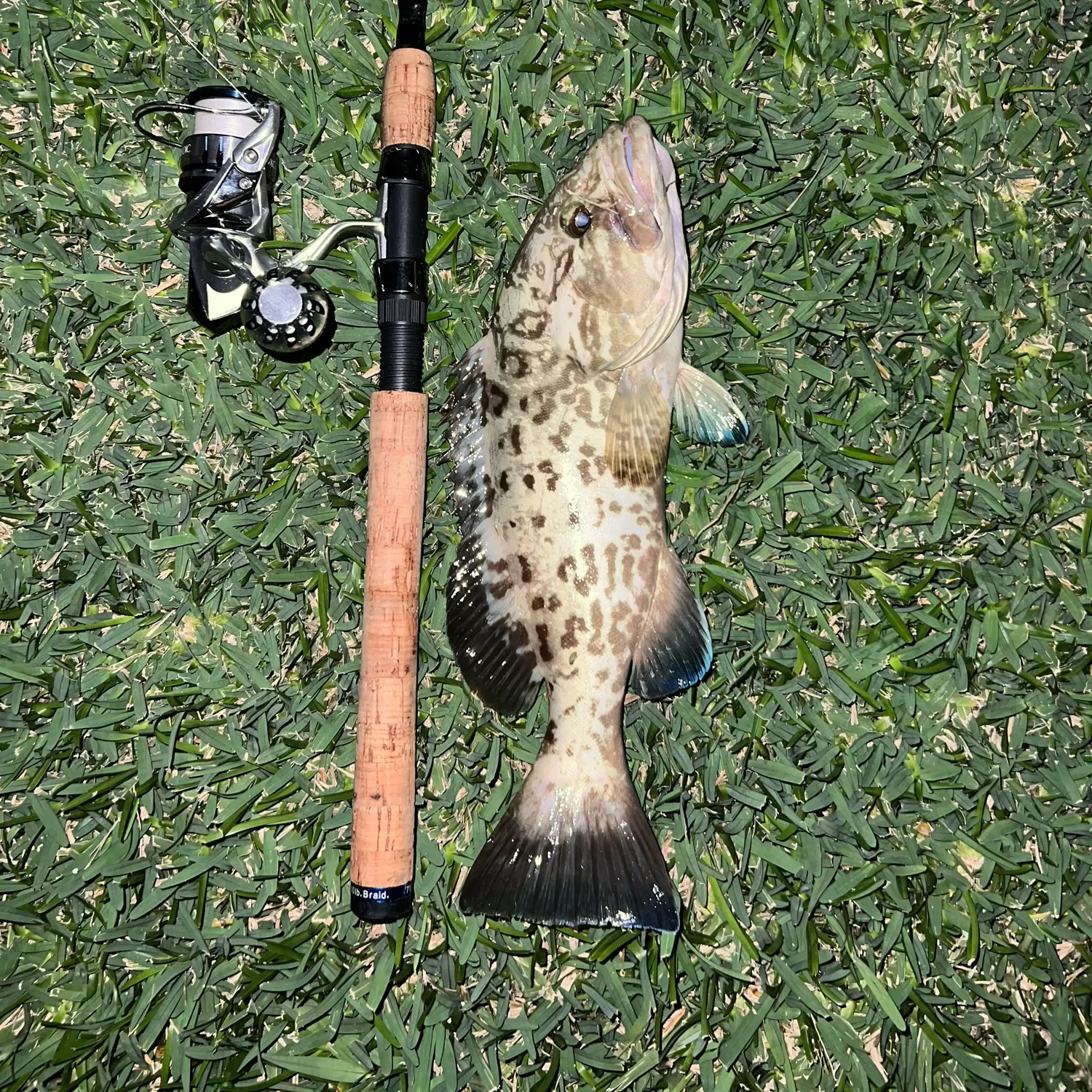 The most recent Gag grouper catches on Fishbrain