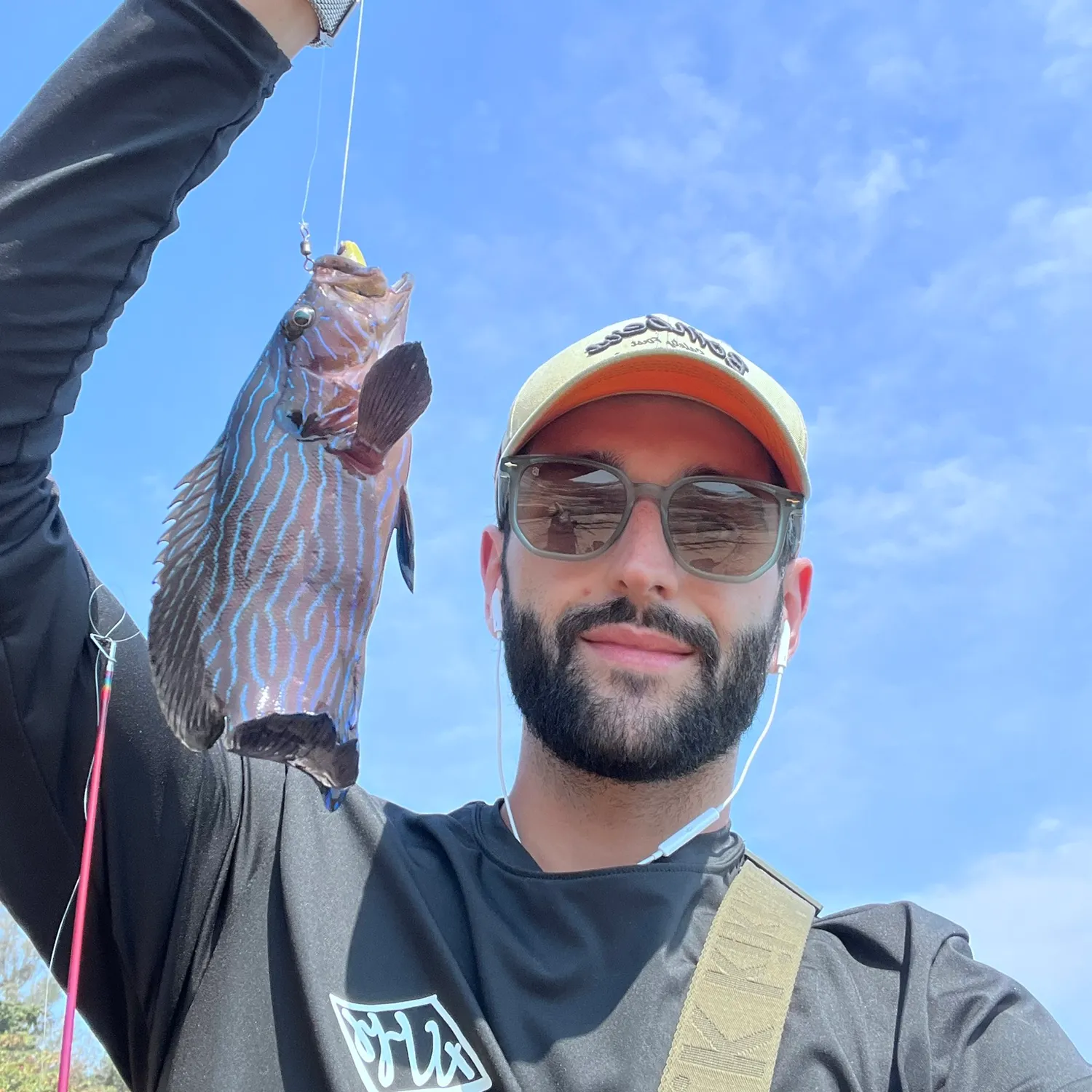 The most recent Bluelined hind catches on Fishbrain