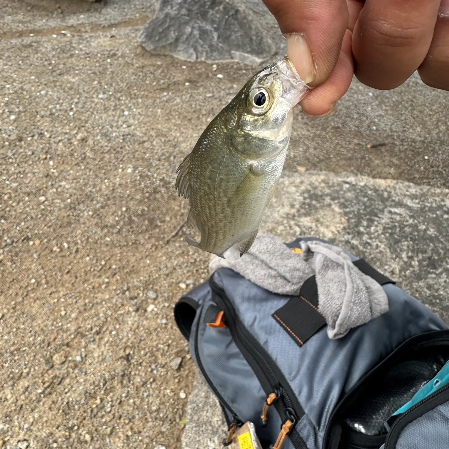 The most recent White perch catches on Fishbrain