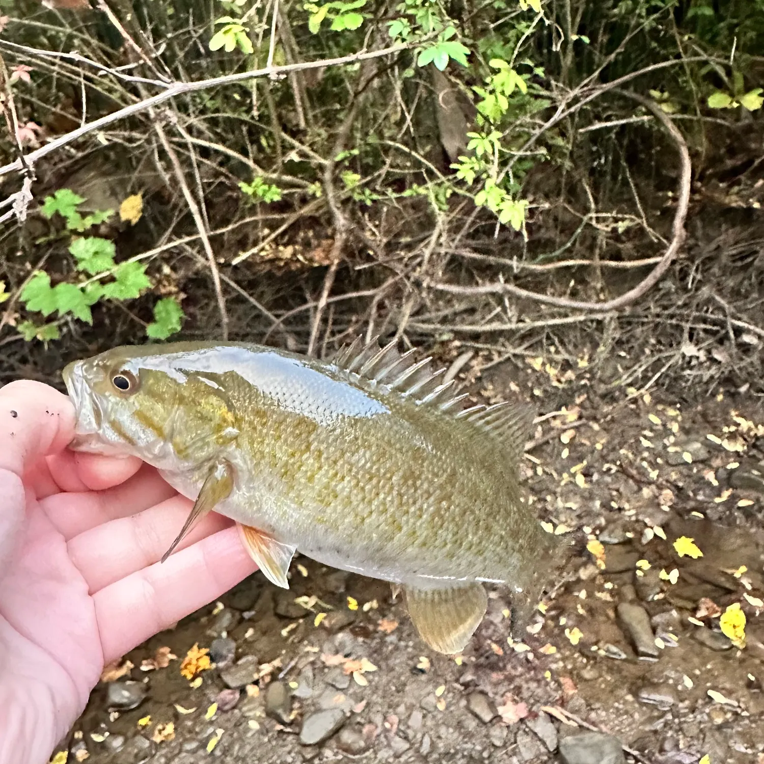 Smallmouth bass caught on Fishbrain