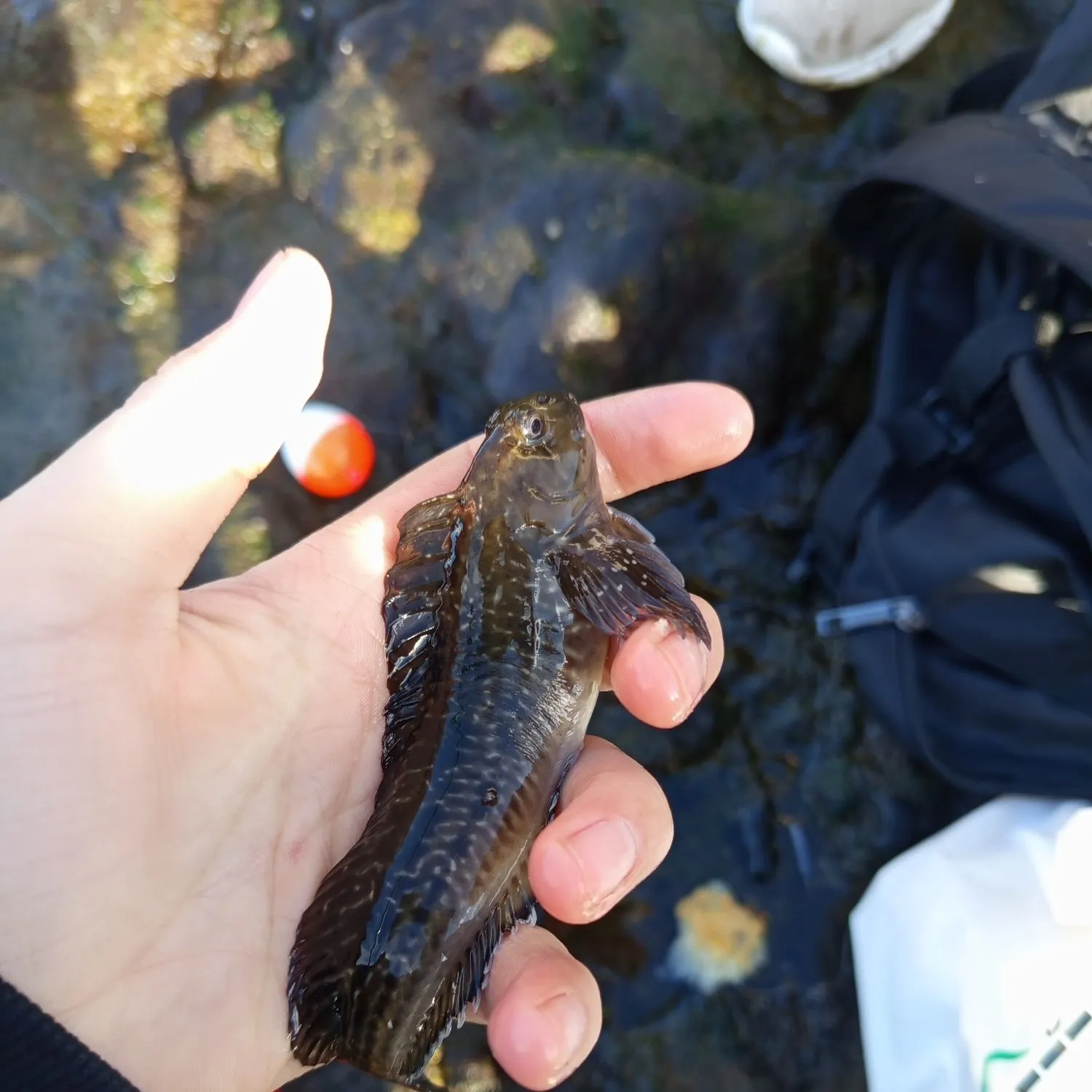 The most recent Prickly puffer catches on Fishbrain