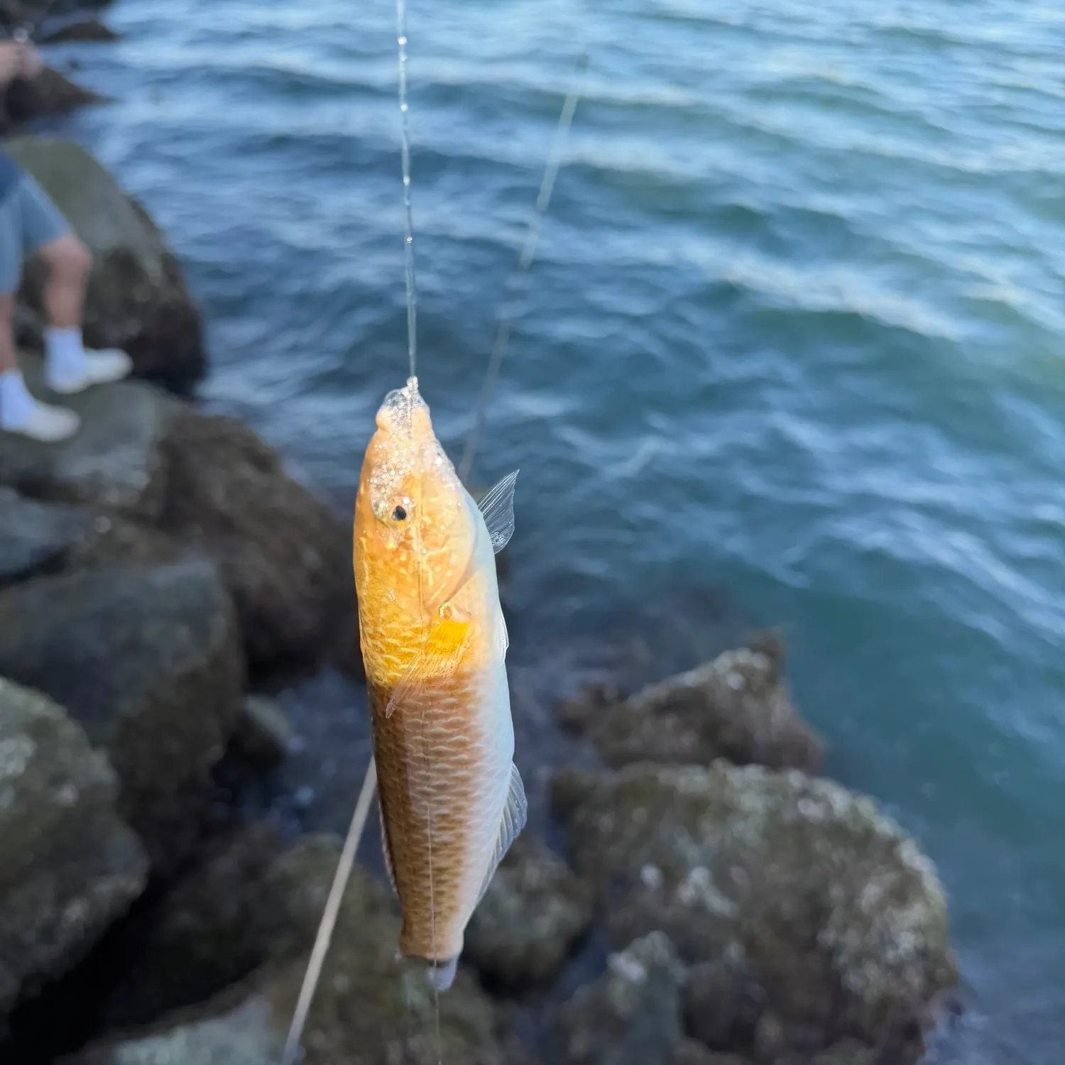 The most recent Señorita catches on Fishbrain