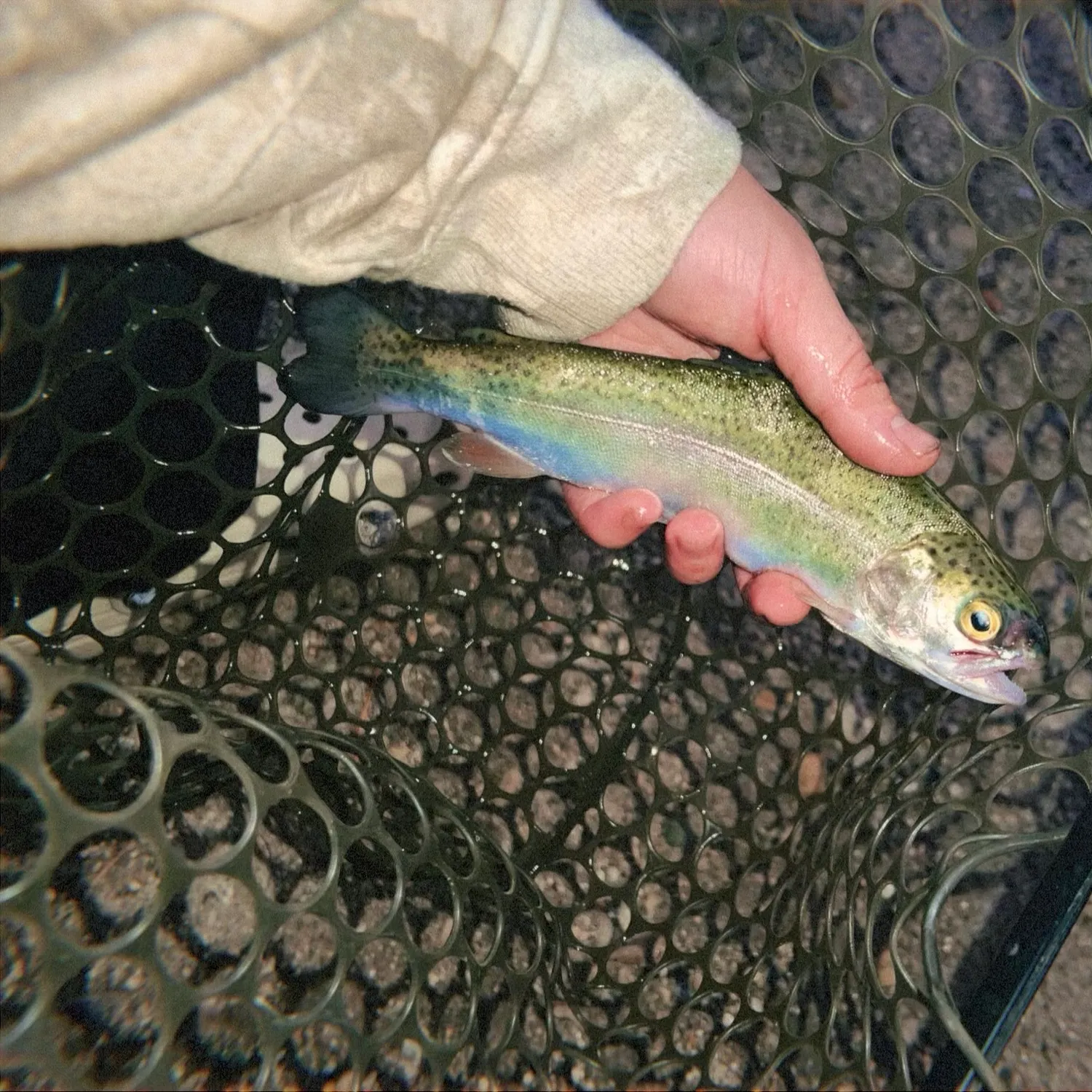 Rainbow trout caught on Fishbrain