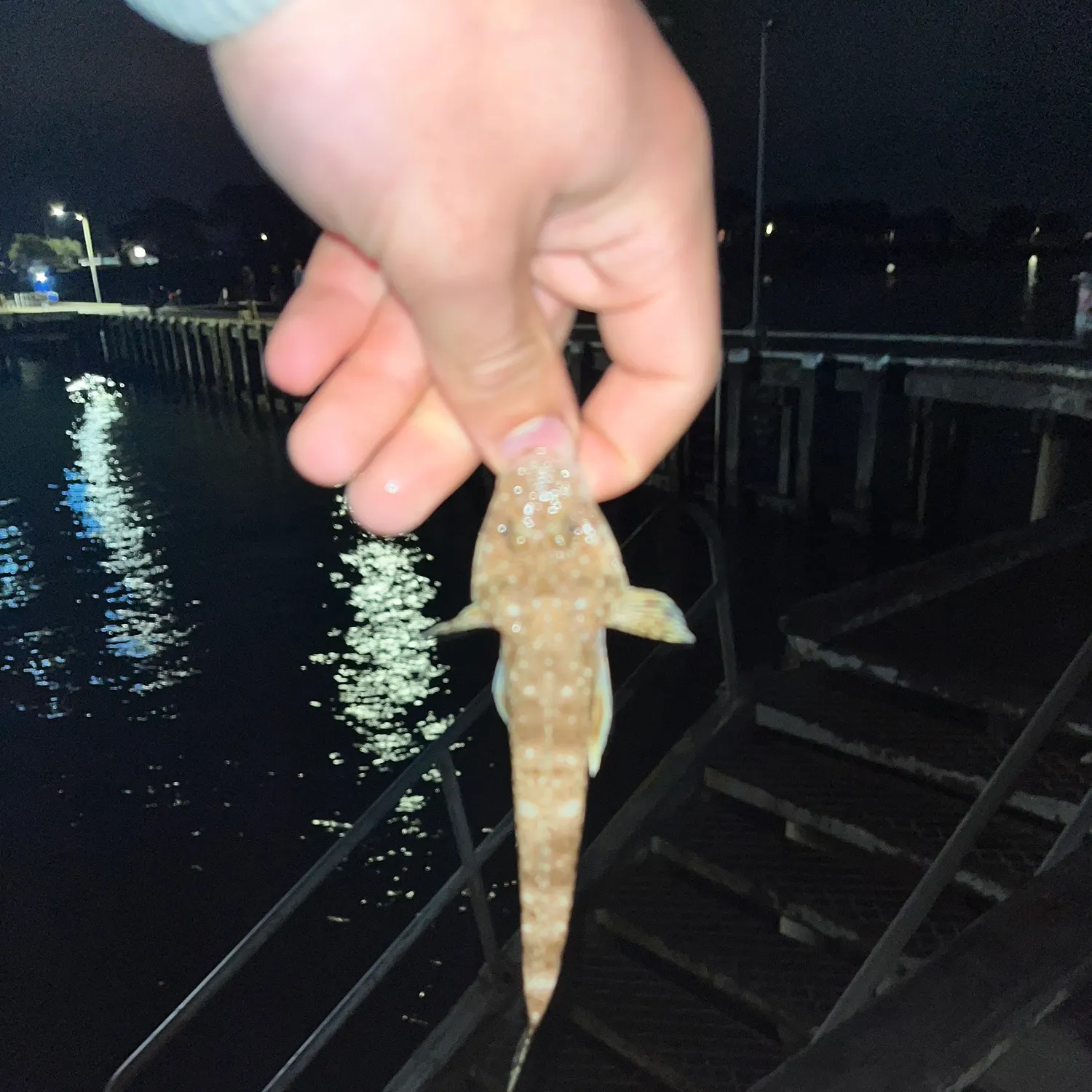 Fish caught on Fishbrain