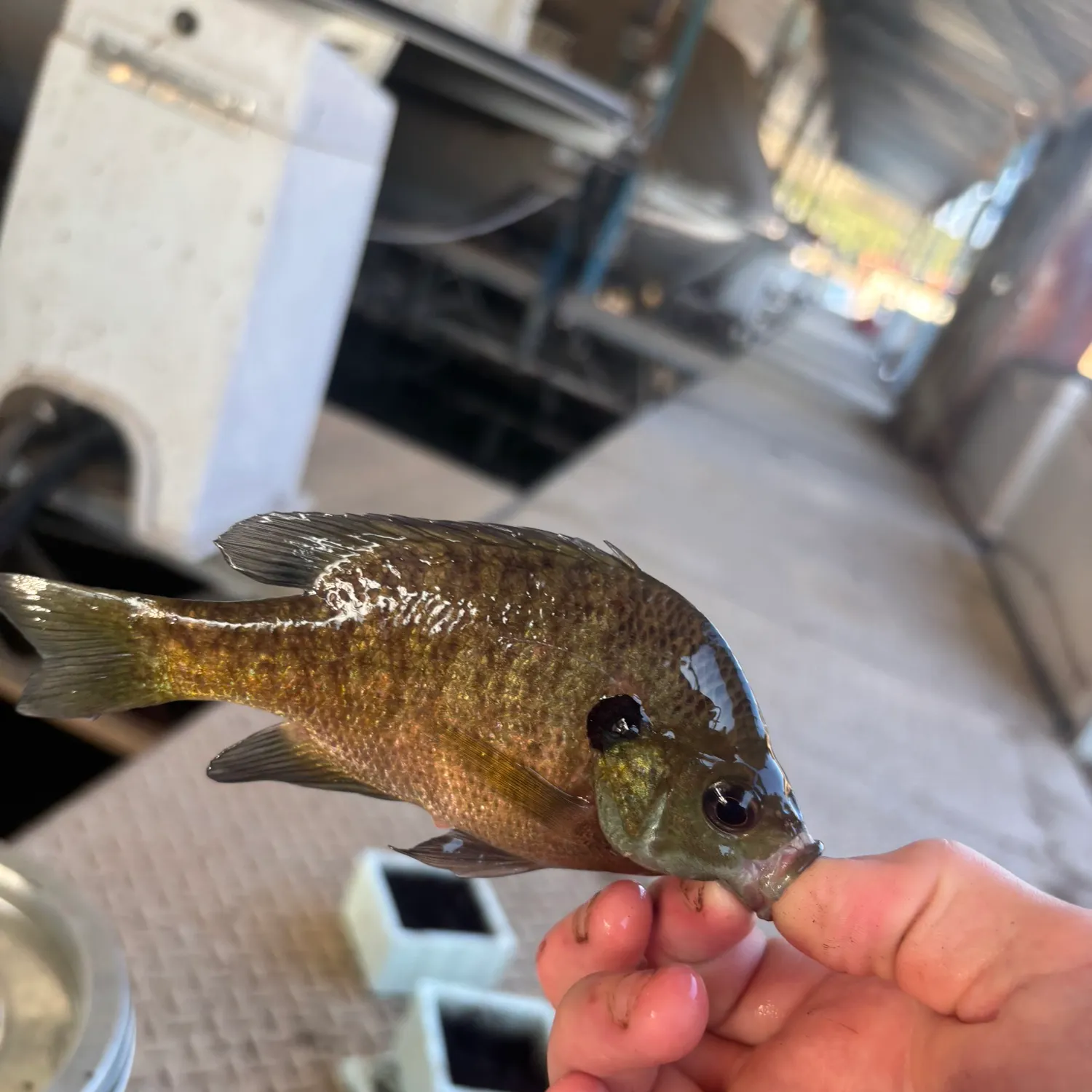 Bluegill caught on Fishbrain