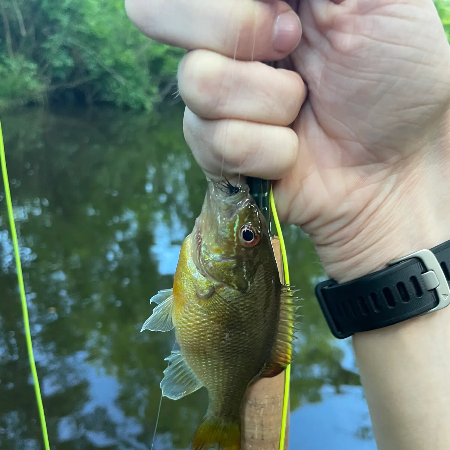 recently logged catches
