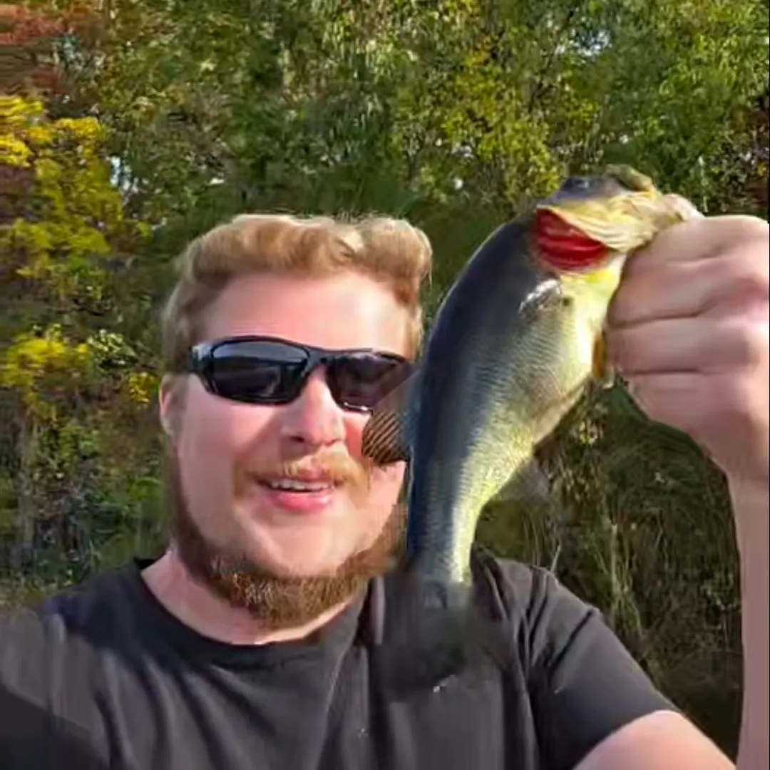 Largemouth bass caught on Fishbrain