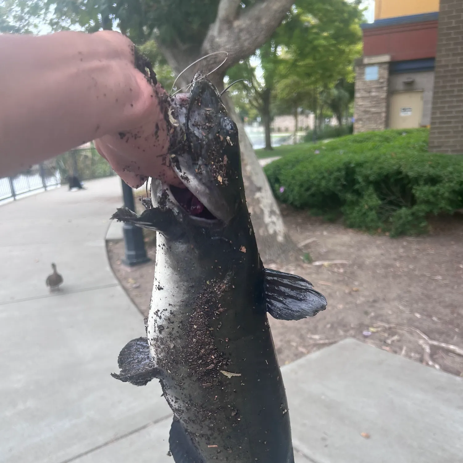 catch