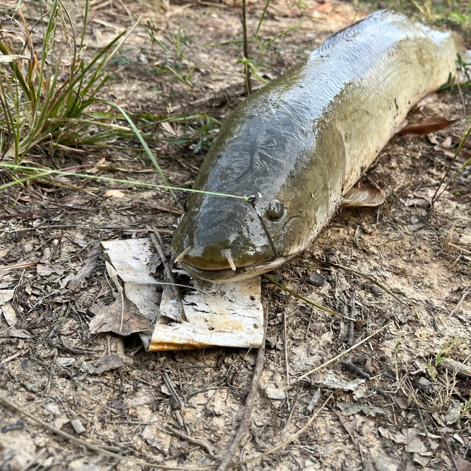 Eyetail bowfin caught on Fishbrain