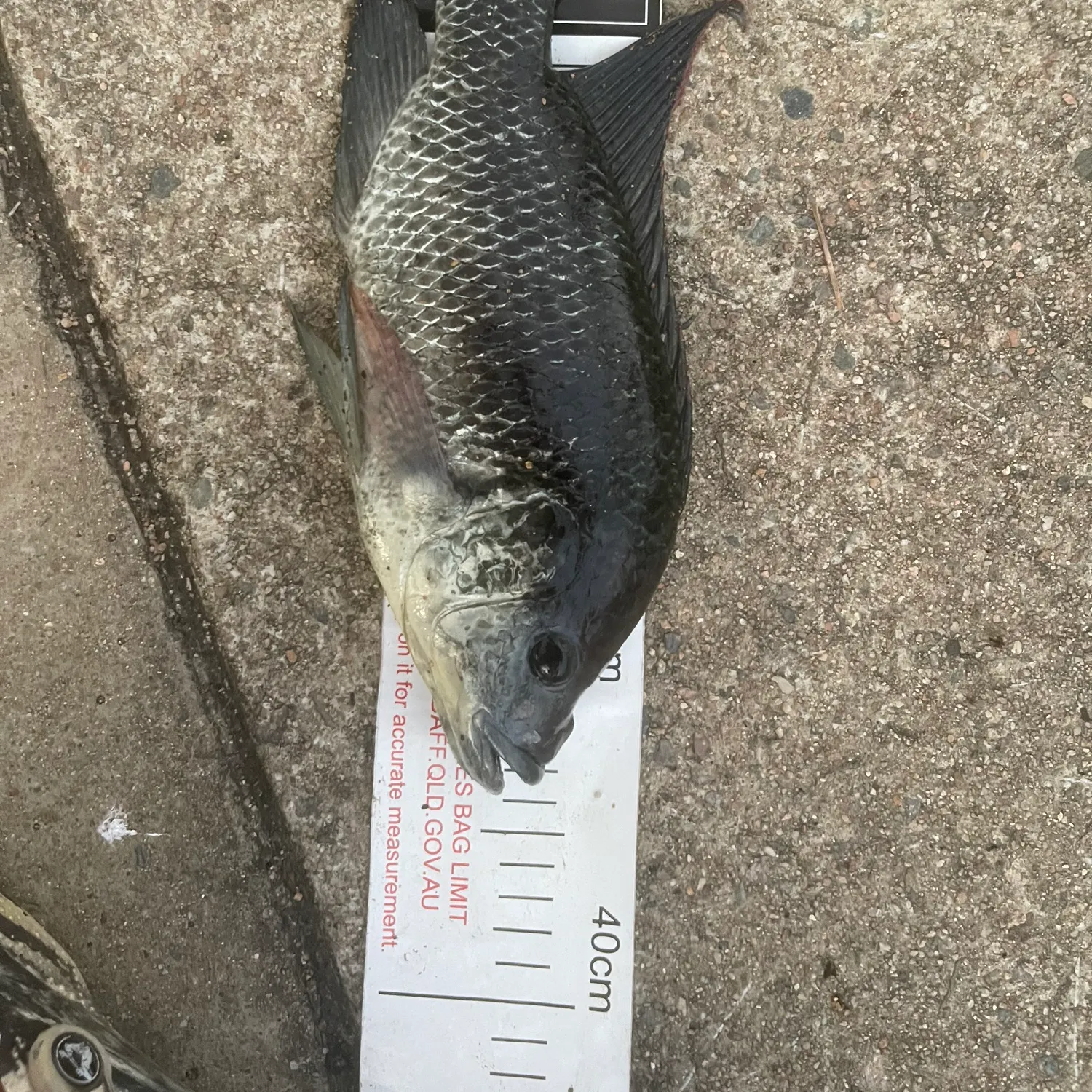 Mozambique tilapia caught on Fishbrain