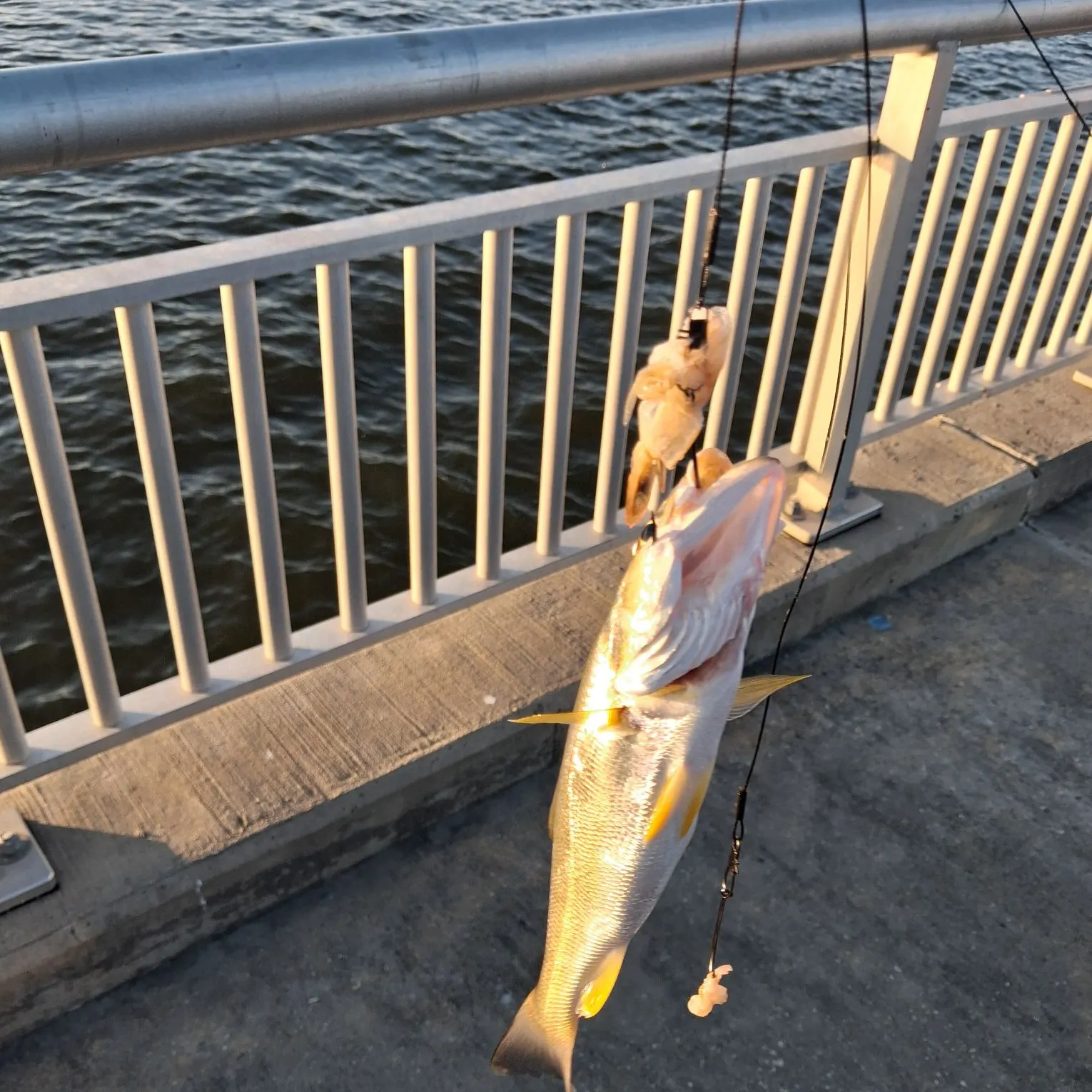 Sand seatrout caught on Fishbrain