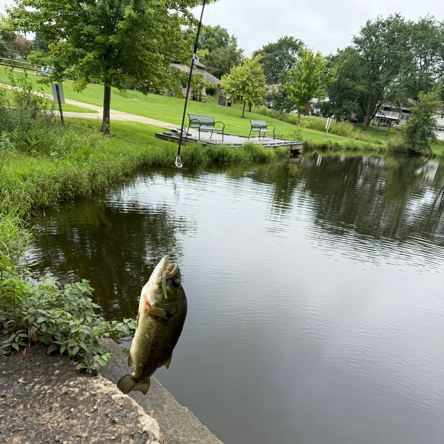Largemouth bass caught on Fishbrain