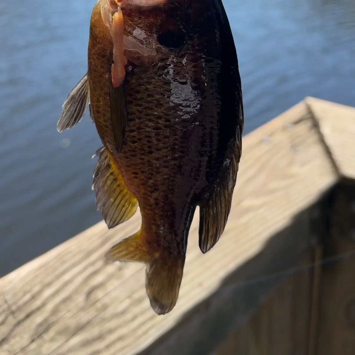 Warmouth caught on Fishbrain