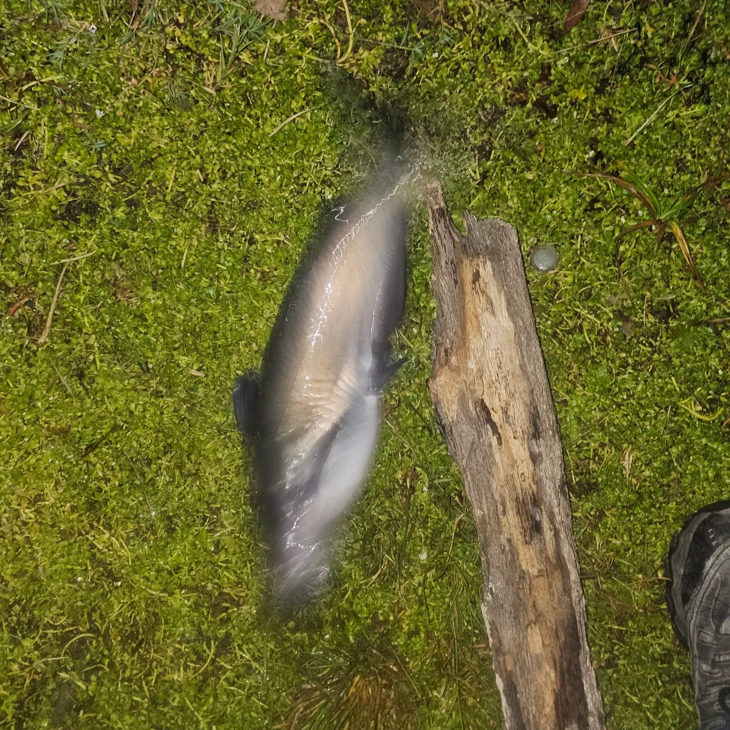 Channel catfish caught on Fishbrain