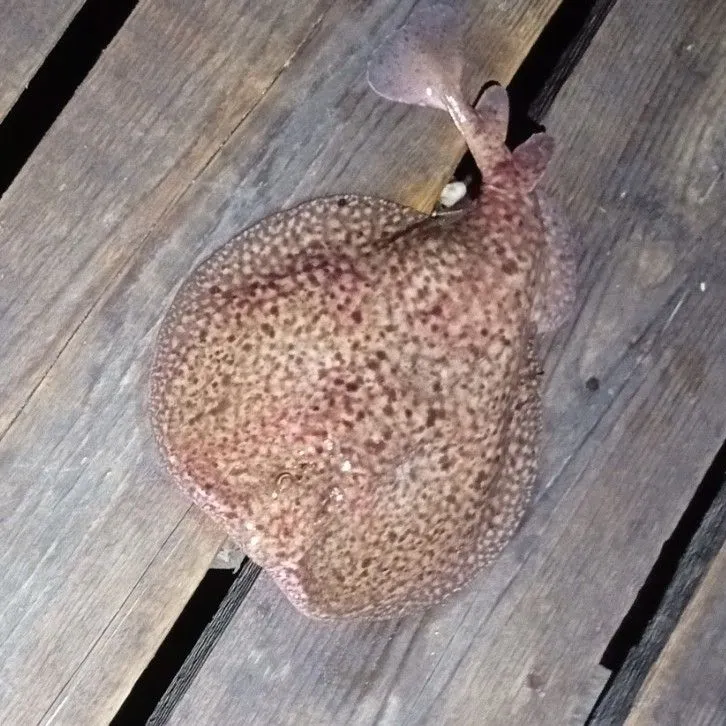 The most recent Small-eyed ray catches on Fishbrain