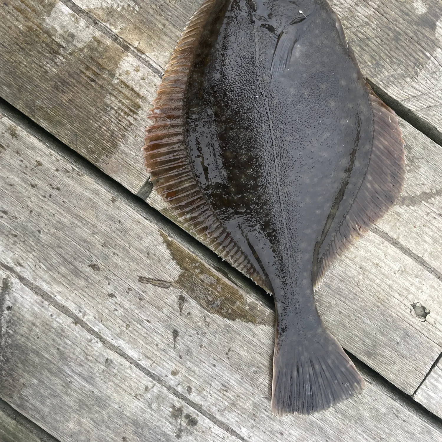 The most recent European flounder catches on Fishbrain