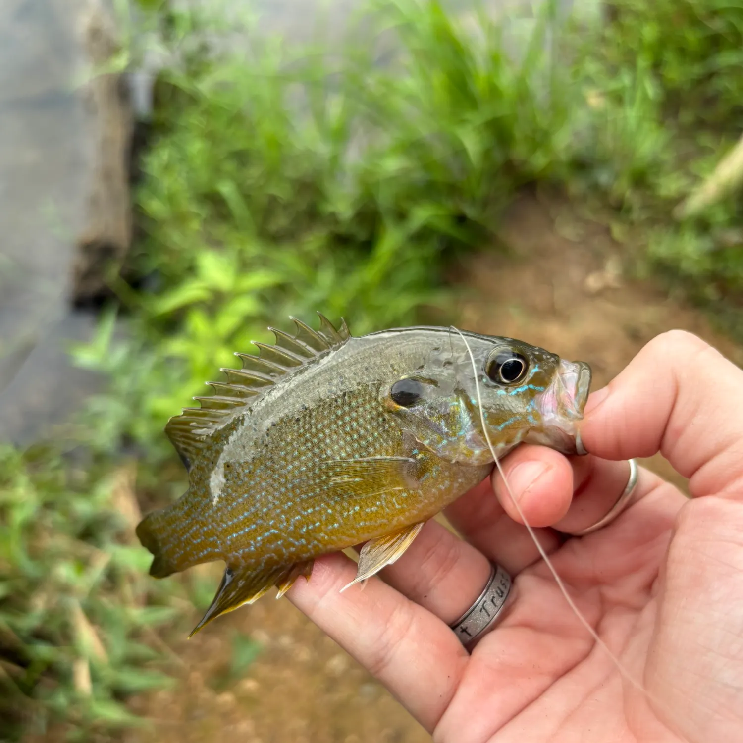 Green sunfish caught on Fishbrain