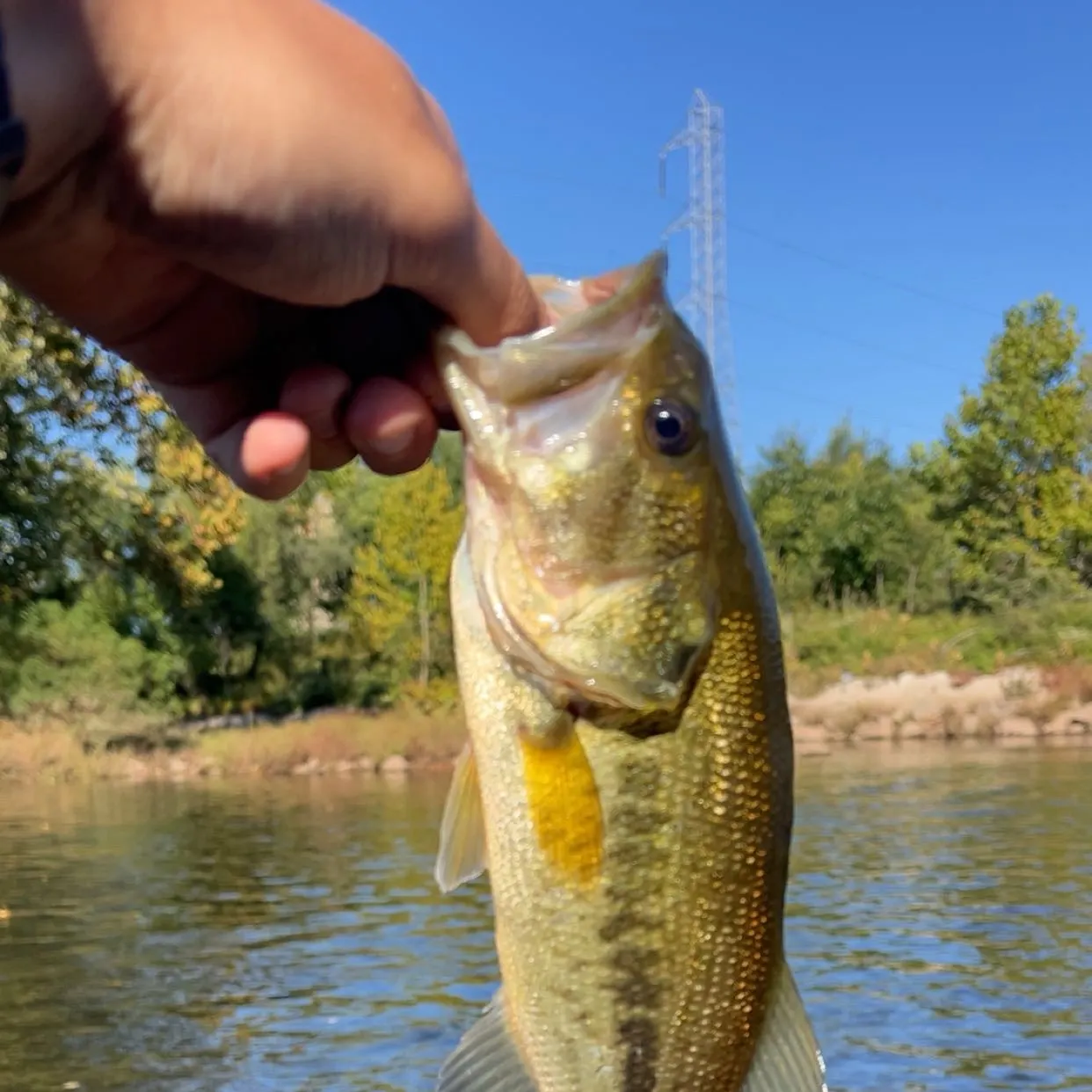 Largemouth bass caught on Fishbrain