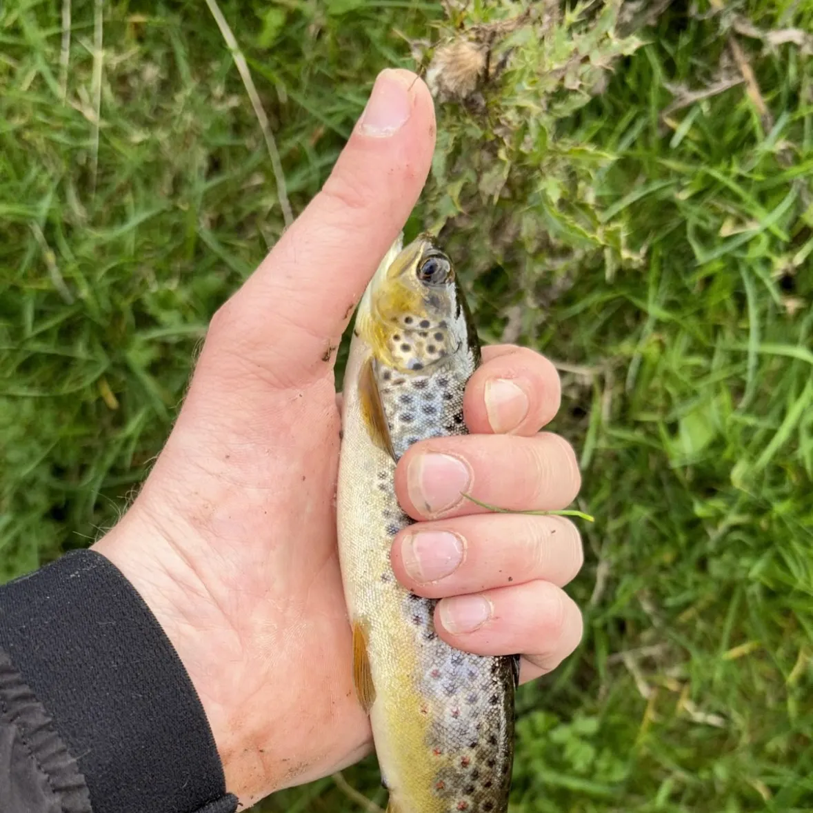 Brown trout caught on Fishbrain