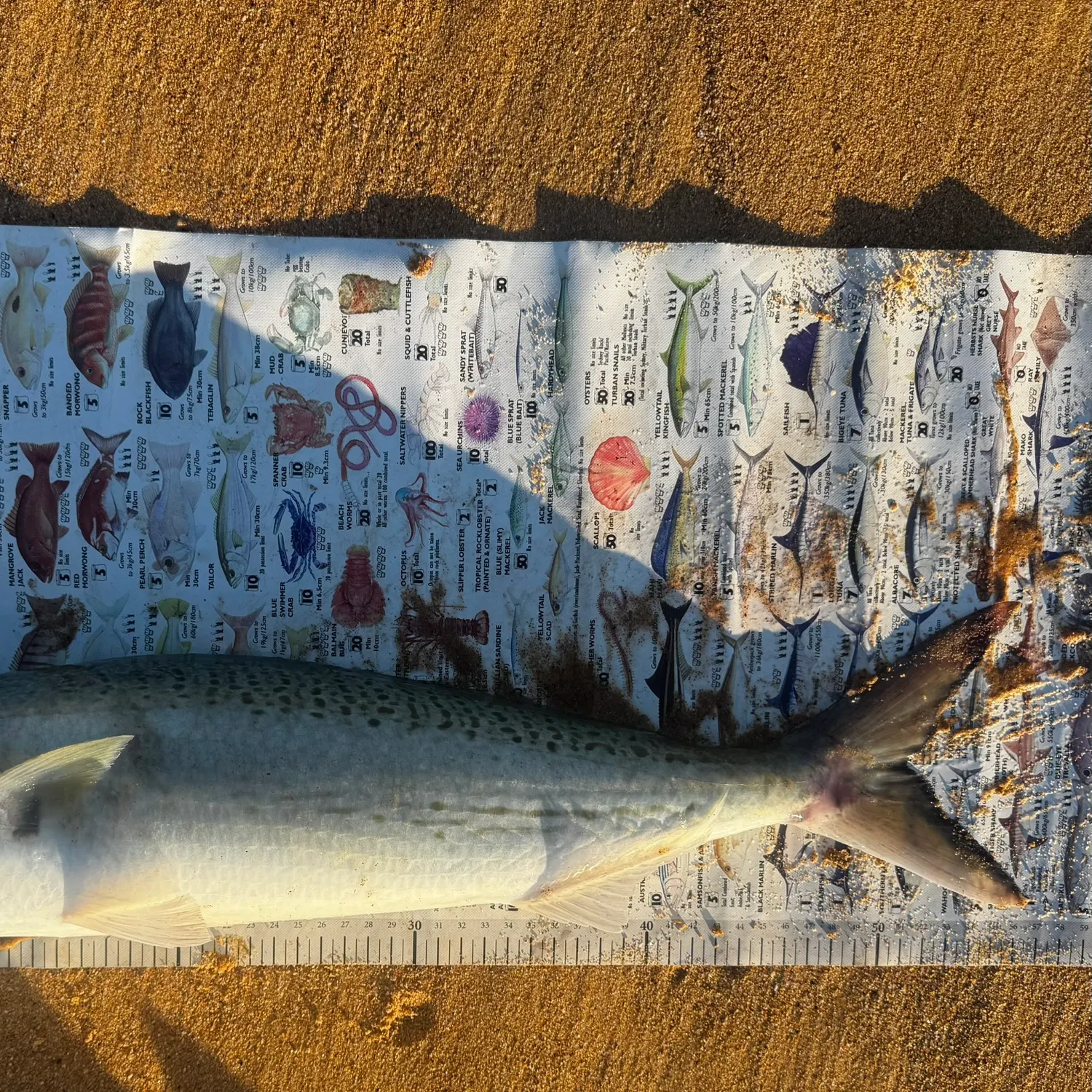 Bluefish caught on Fishbrain