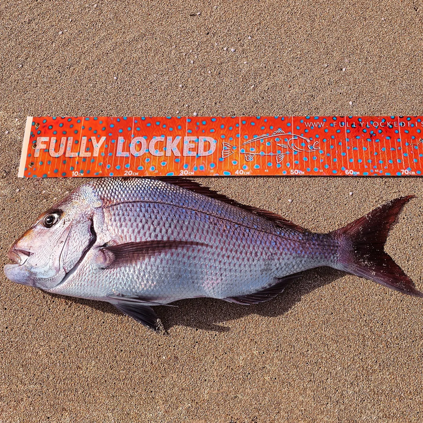 Australasian snapper caught on Fishbrain