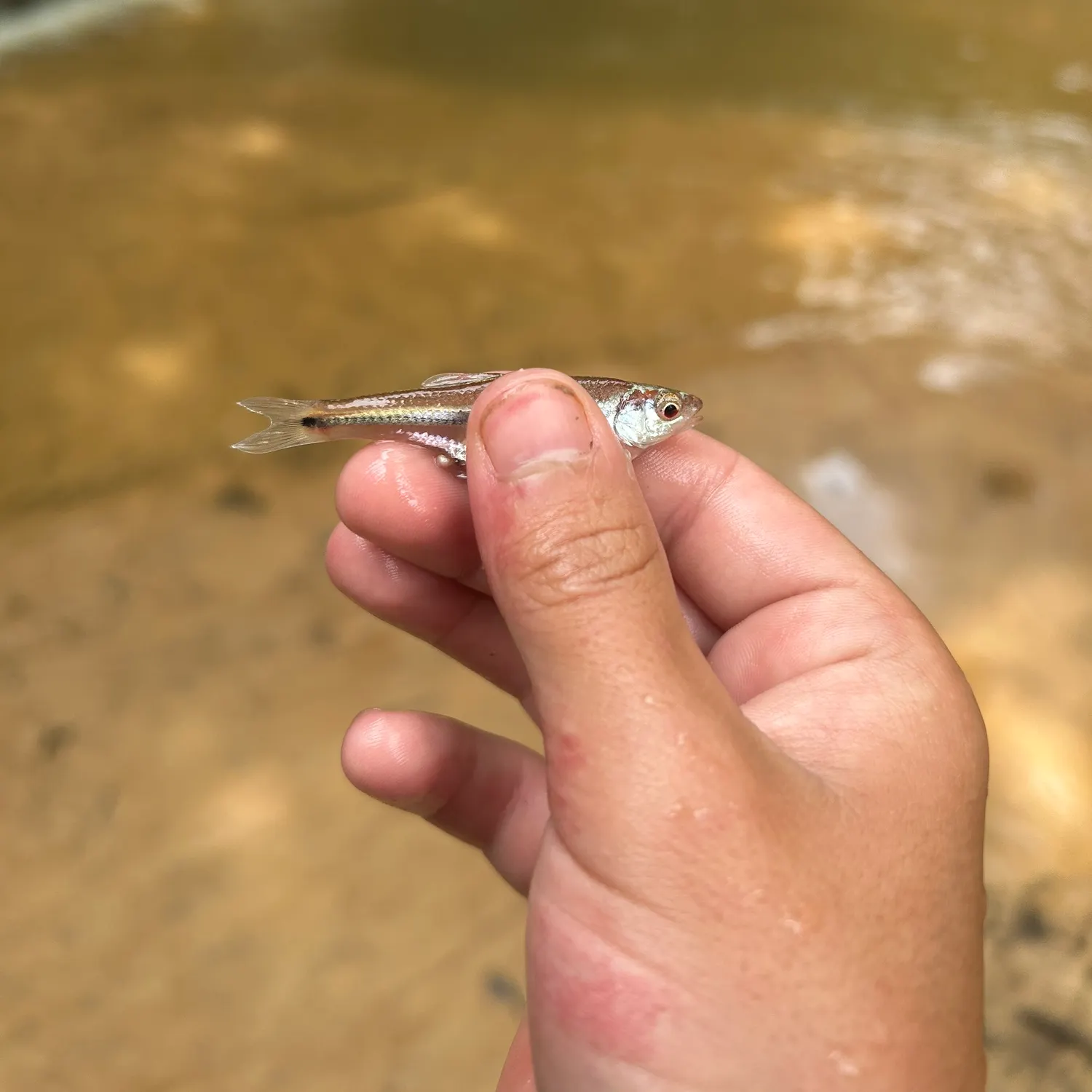 The most recent Rough shiner catches on Fishbrain