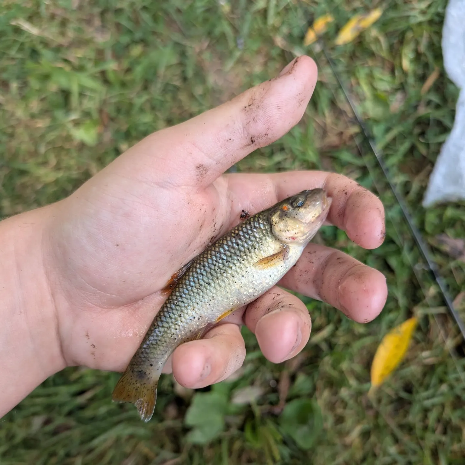 The most recent Hornyhead chub catches on Fishbrain