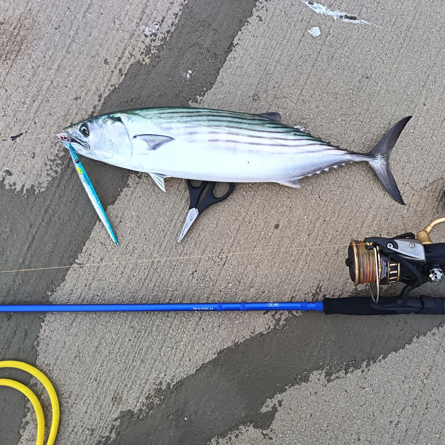 The most recent Atlantic bonito catches on Fishbrain