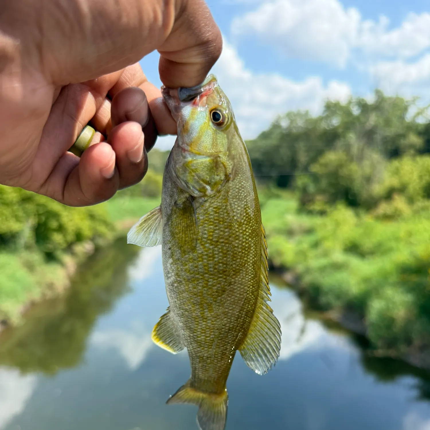 Smallmouth bass caught on Fishbrain