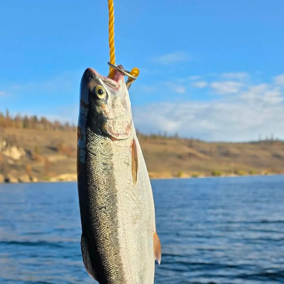 Rainbow trout caught on Fishbrain