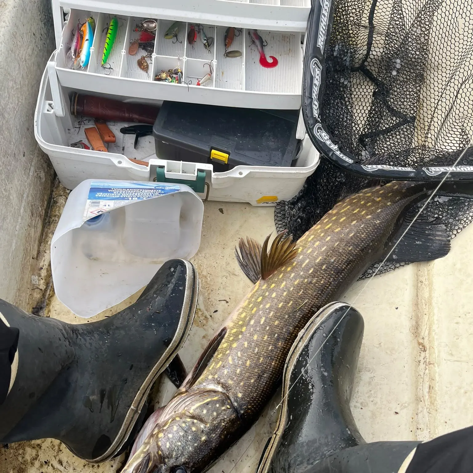 Northern pike caught on Fishbrain