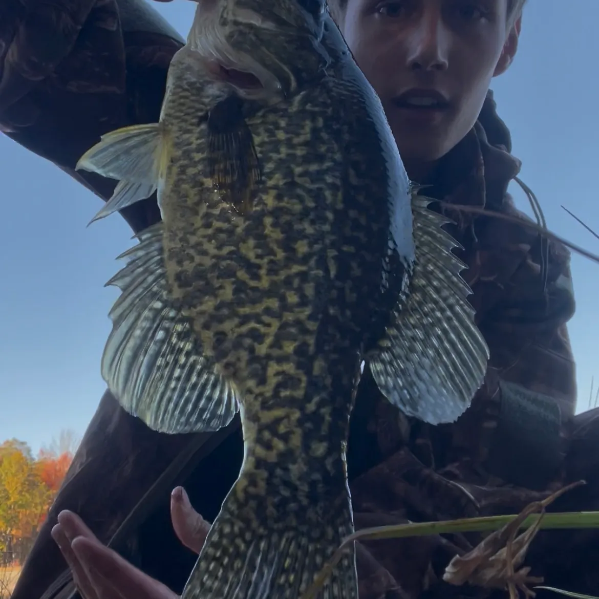 Black crappie caught on Fishbrain