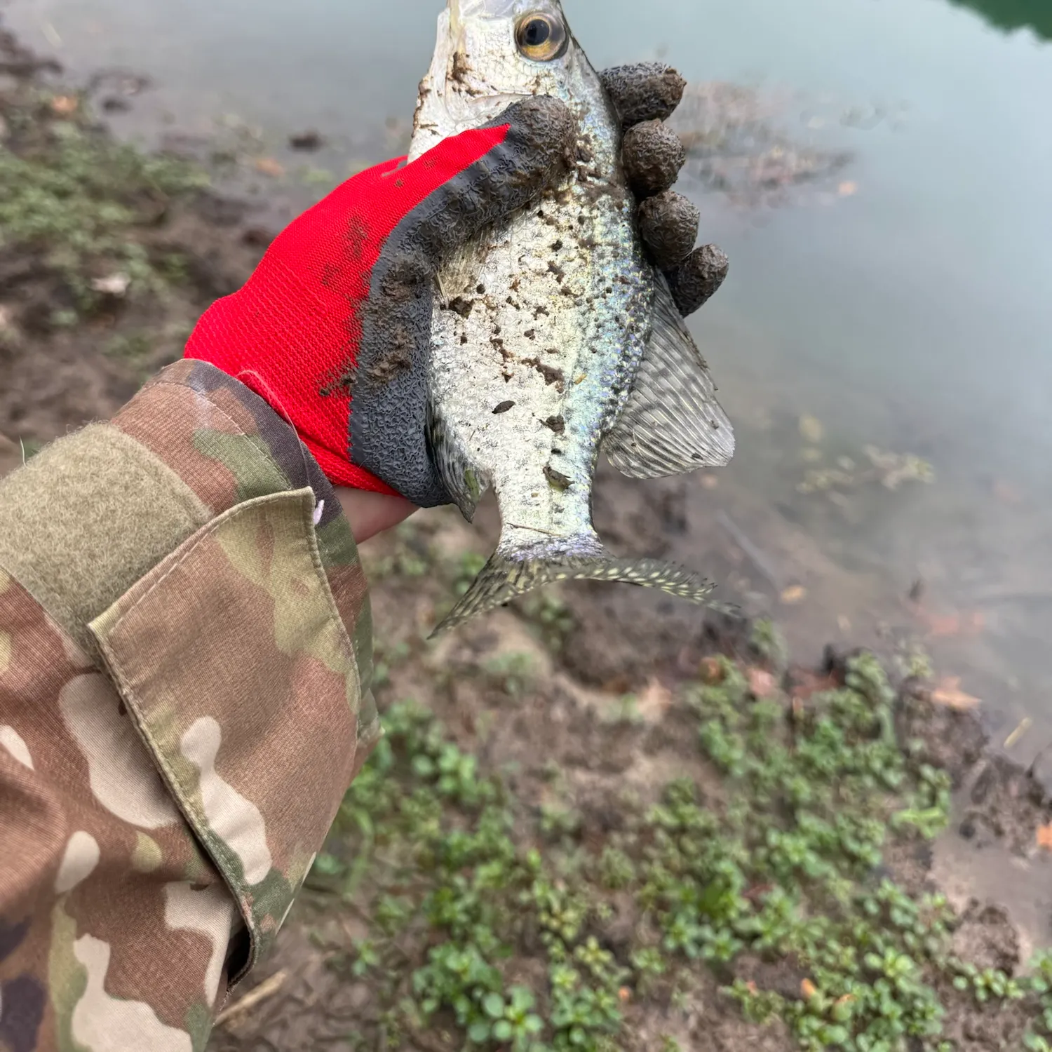 White crappie caught on Fishbrain