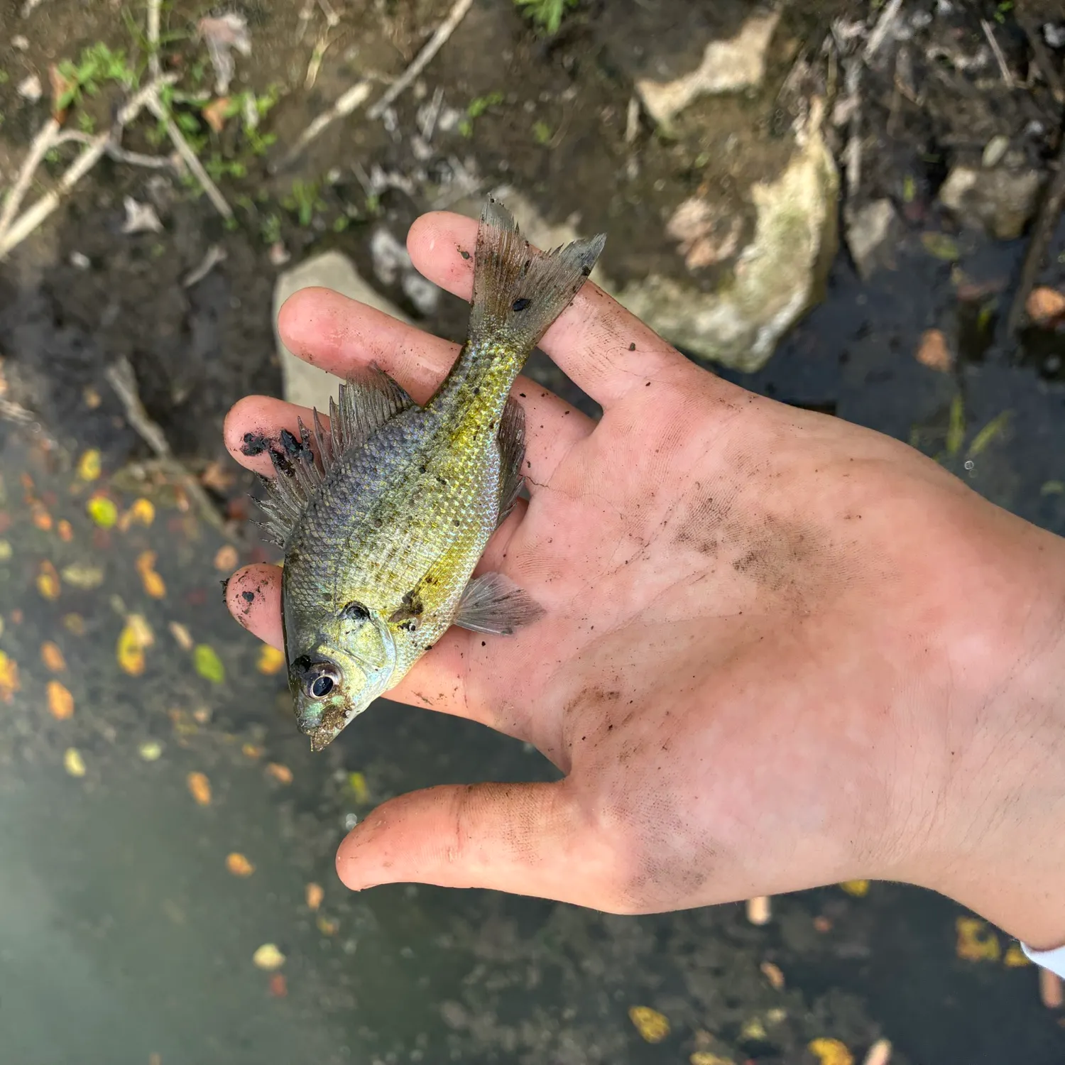 Bluegill caught on Fishbrain