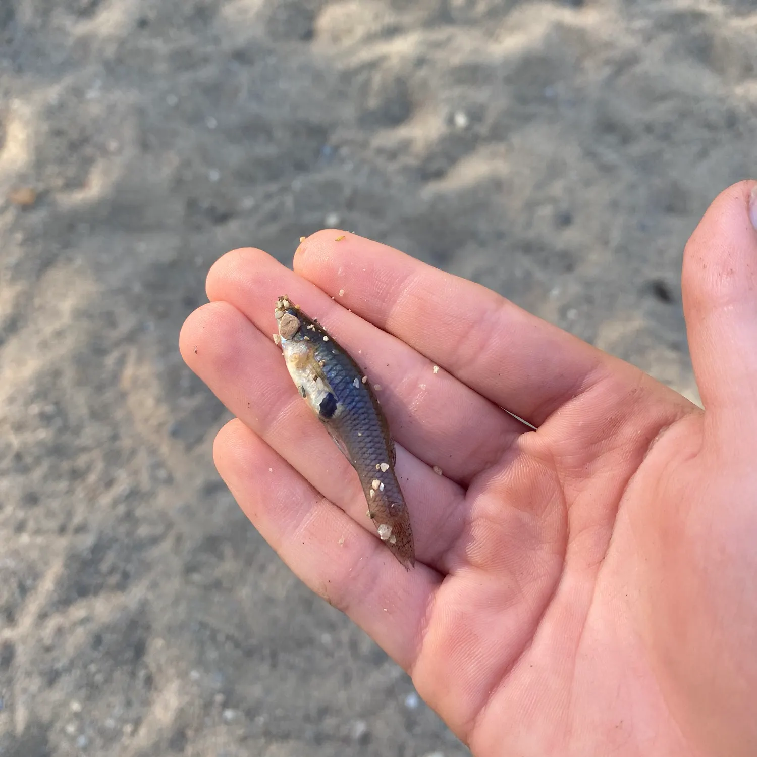 The most recent Guppy catches on Fishbrain