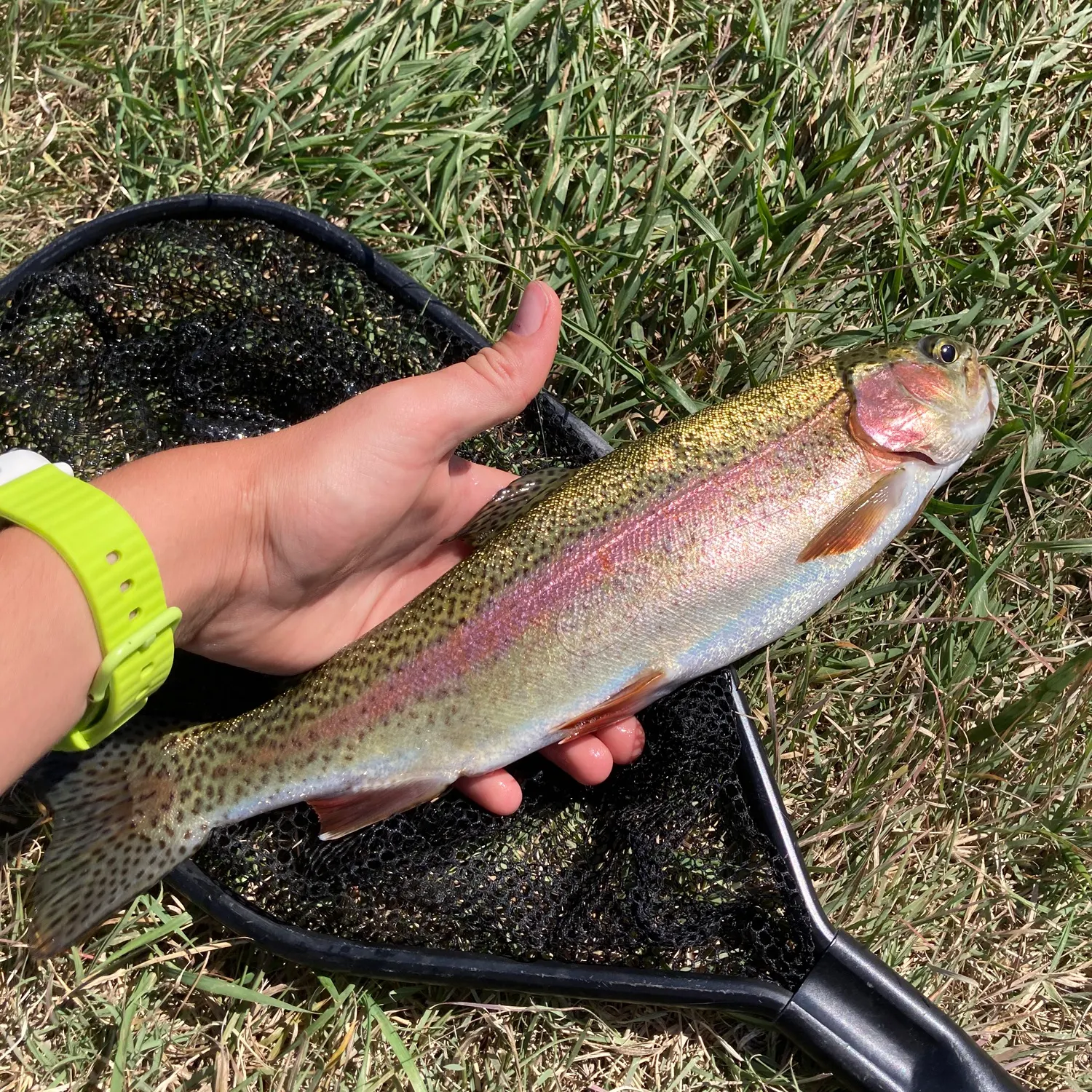 Rainbow trout caught on Fishbrain