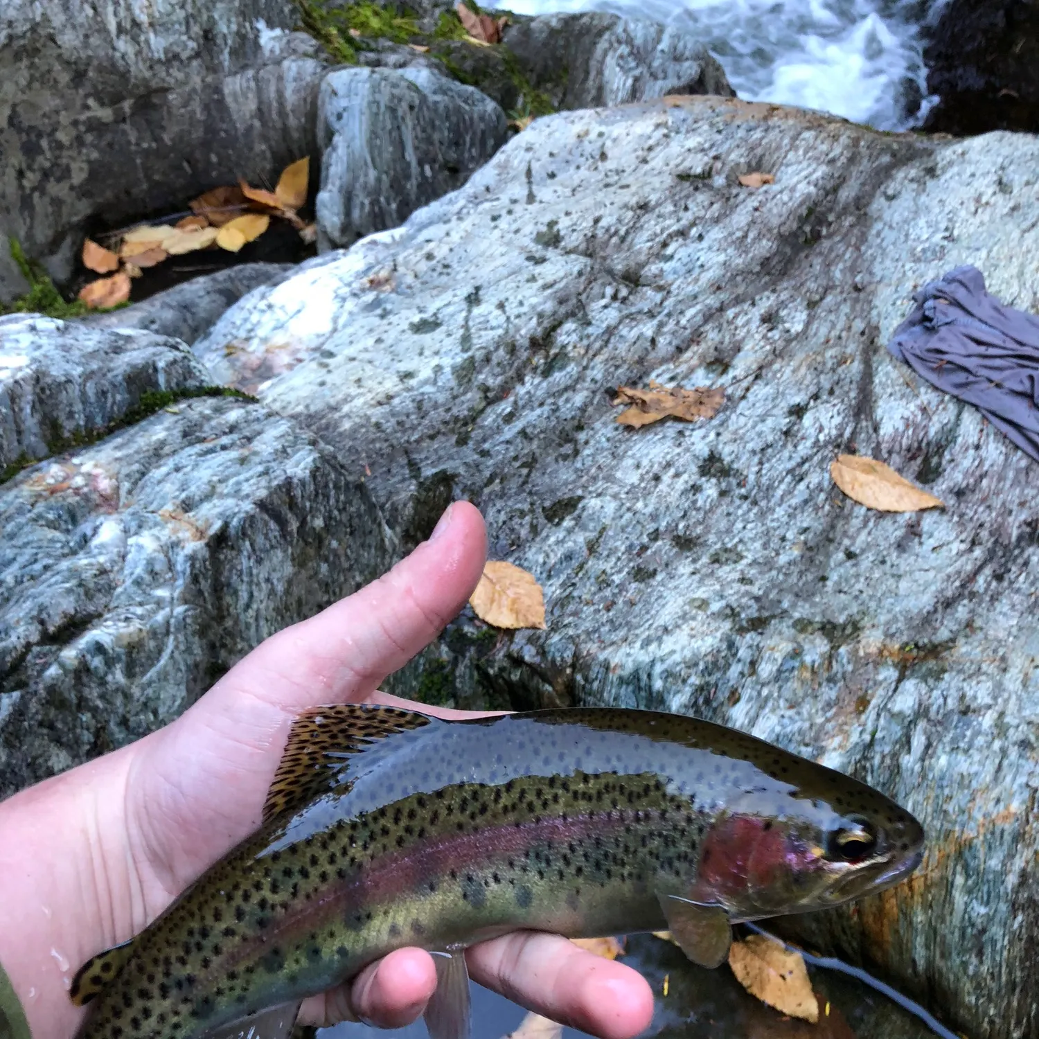 Rainbow trout caught on Fishbrain