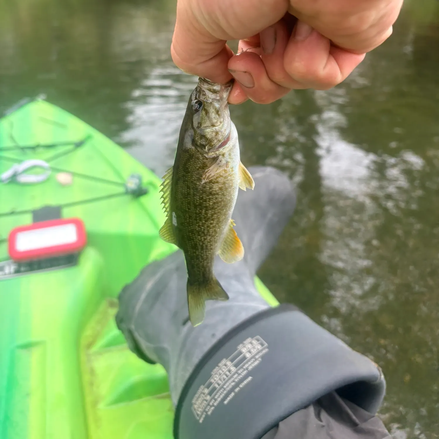 Smallmouth bass caught on Fishbrain