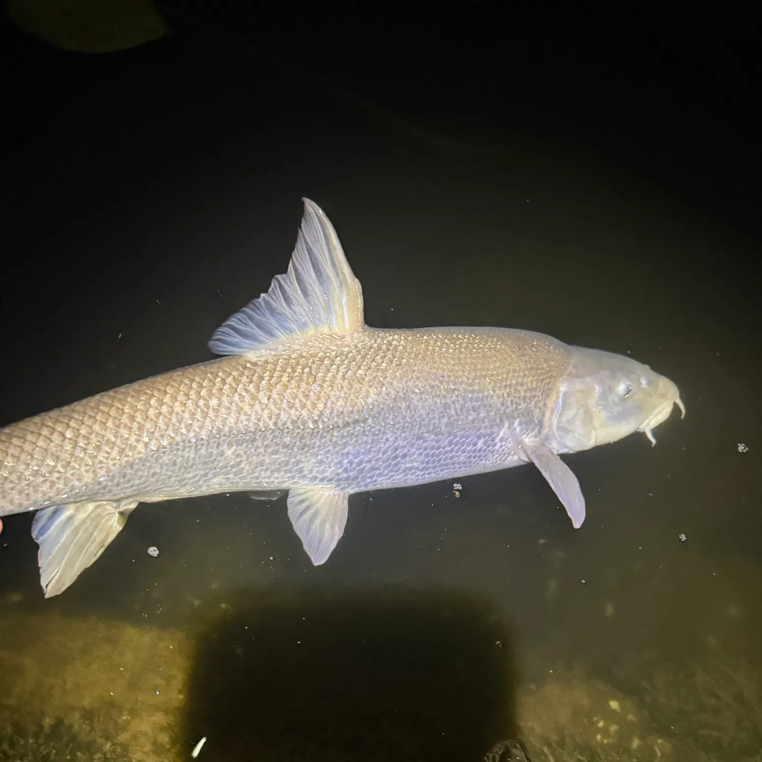 Common barbel caught on Fishbrain