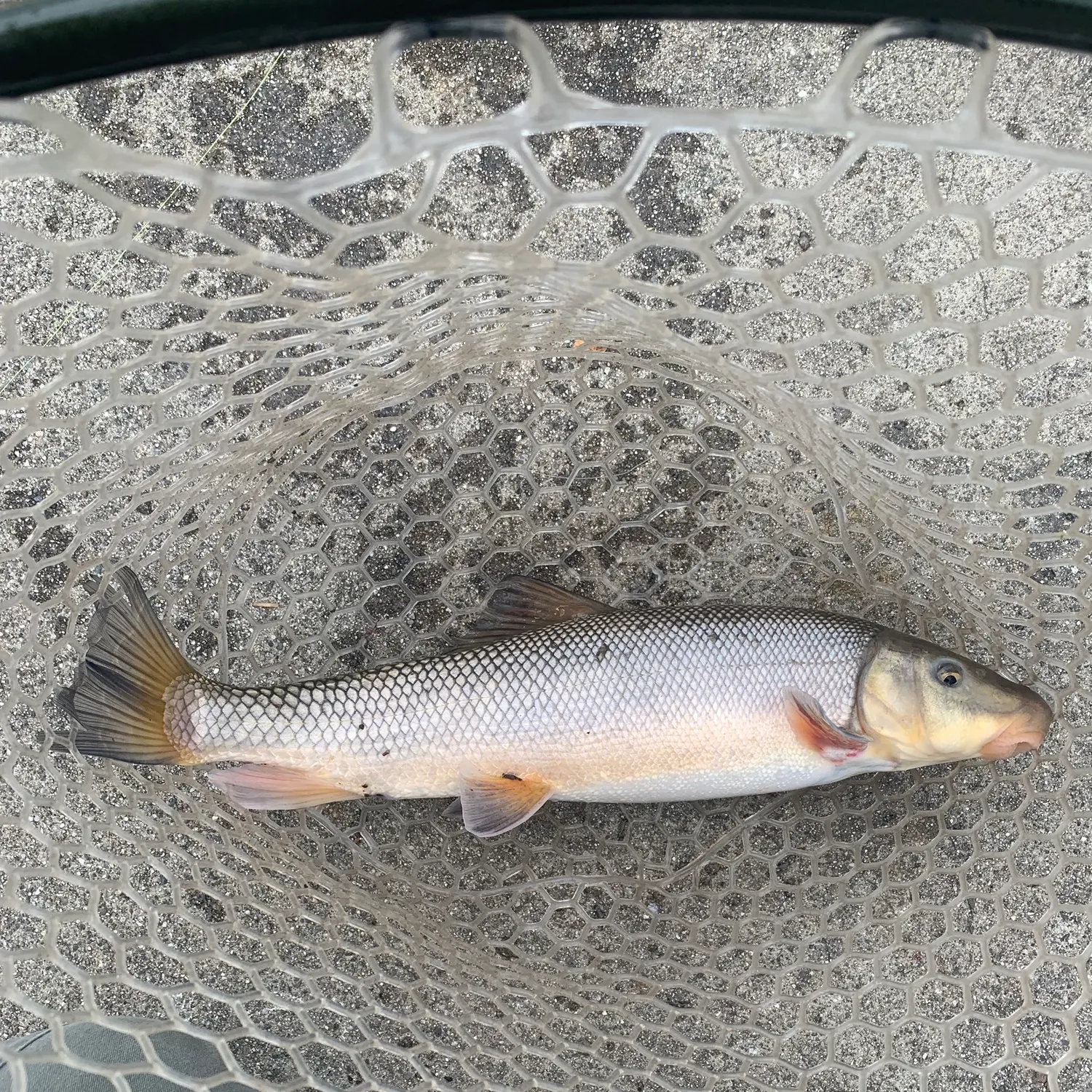 The most recent Largescale sucker catches on Fishbrain