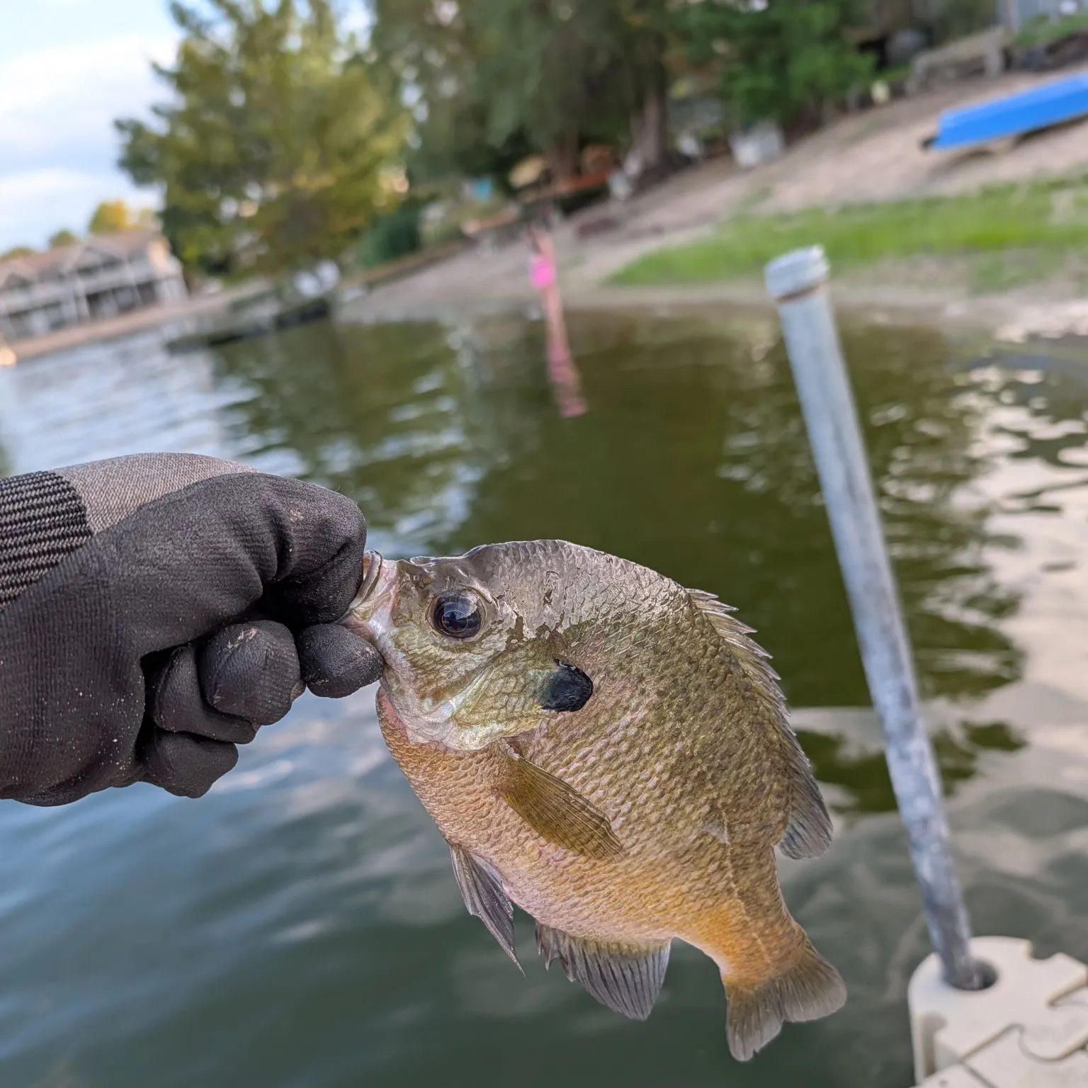 Bluegill caught on Fishbrain