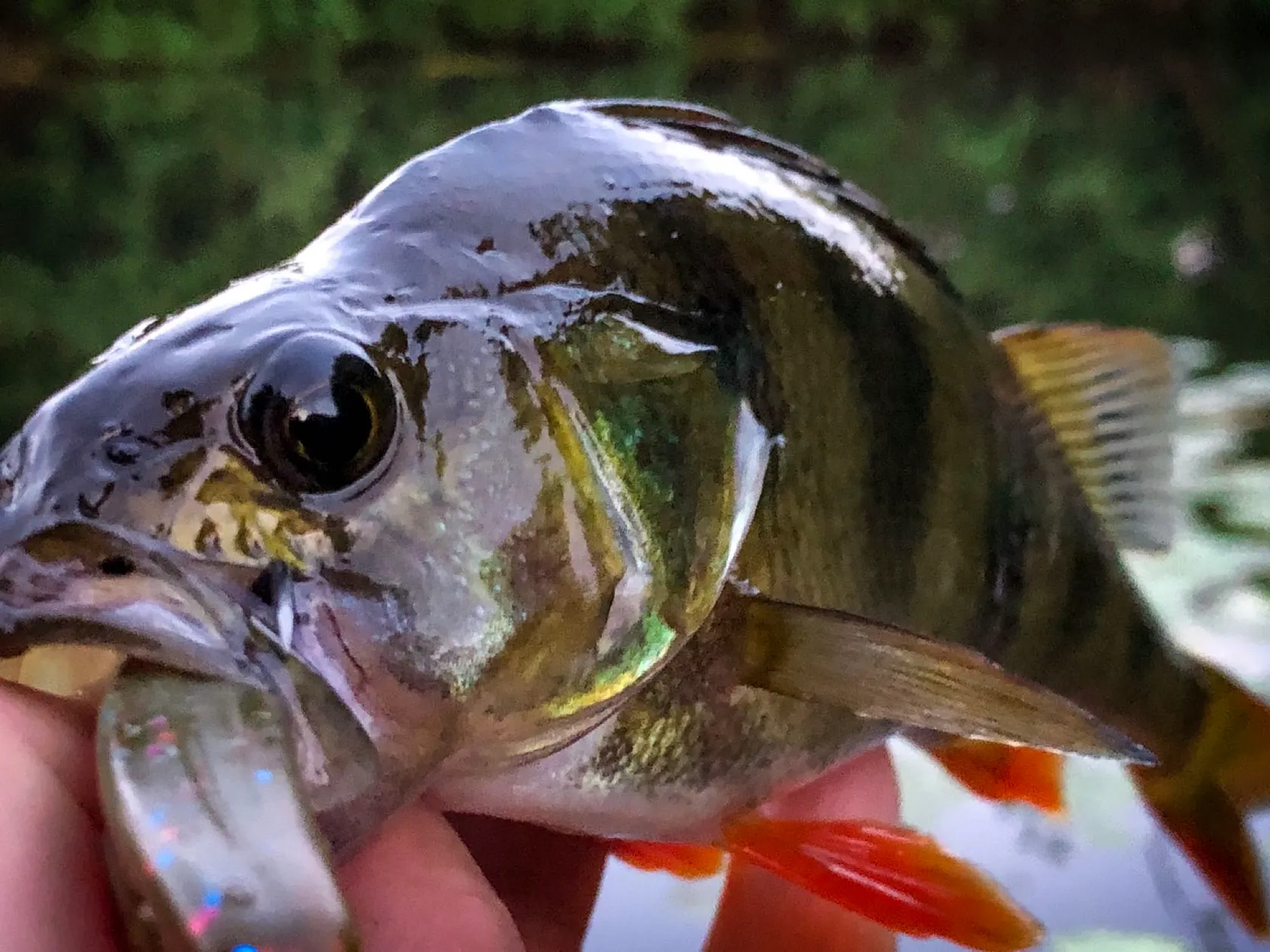 Post image from Angsmo